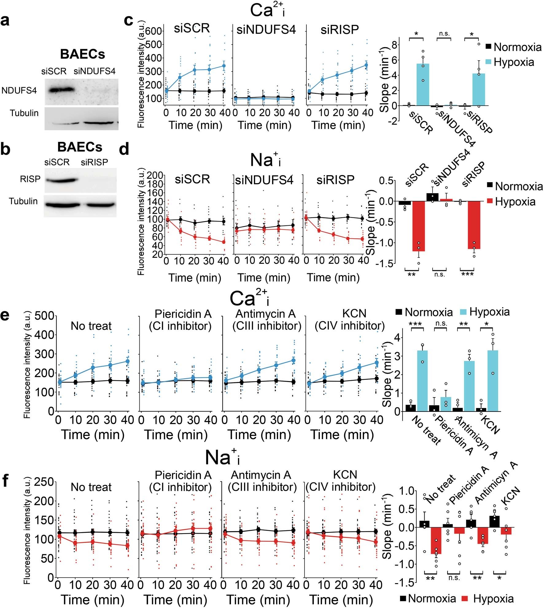 Extended Data Fig. 4: NCLX activation in acute hypoxia depends on mitochondrial CI.