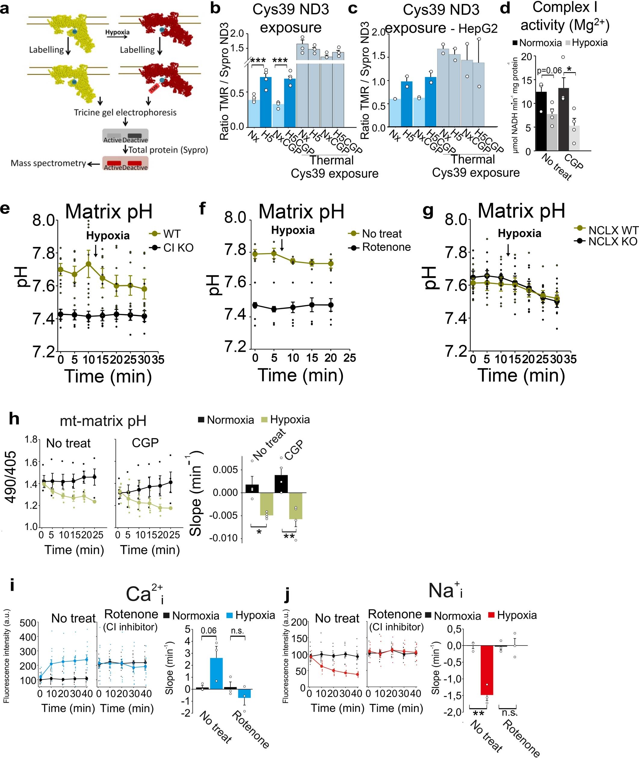 Extended Data Fig. 5: Acute hypoxia promotes A/D transition in CI and matrix acidification independently of NCLX activity.