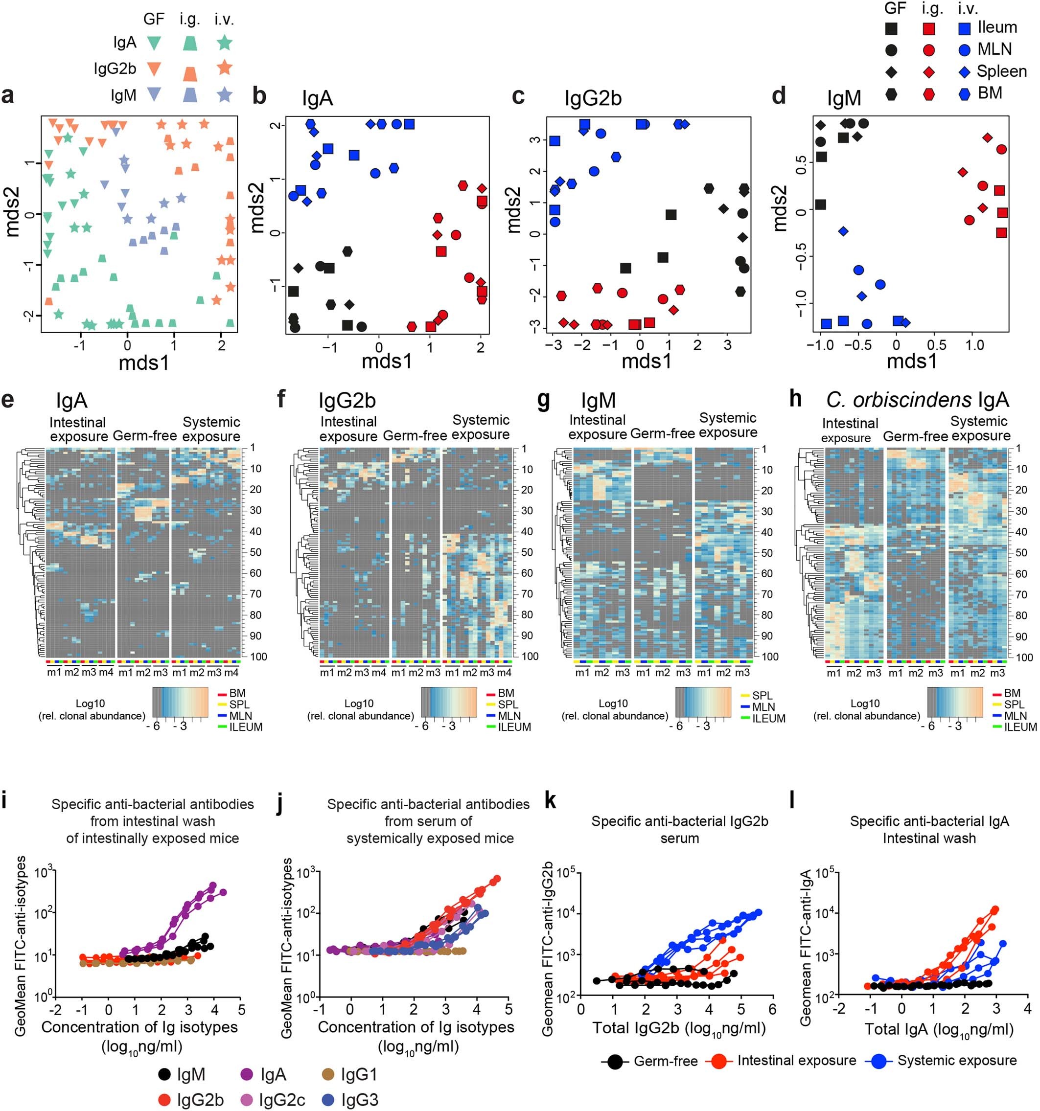 Extended Data Fig. 1: Mucosal and systemic exposure differentially shape the repertoires of the various immunoglobulin isotypes.