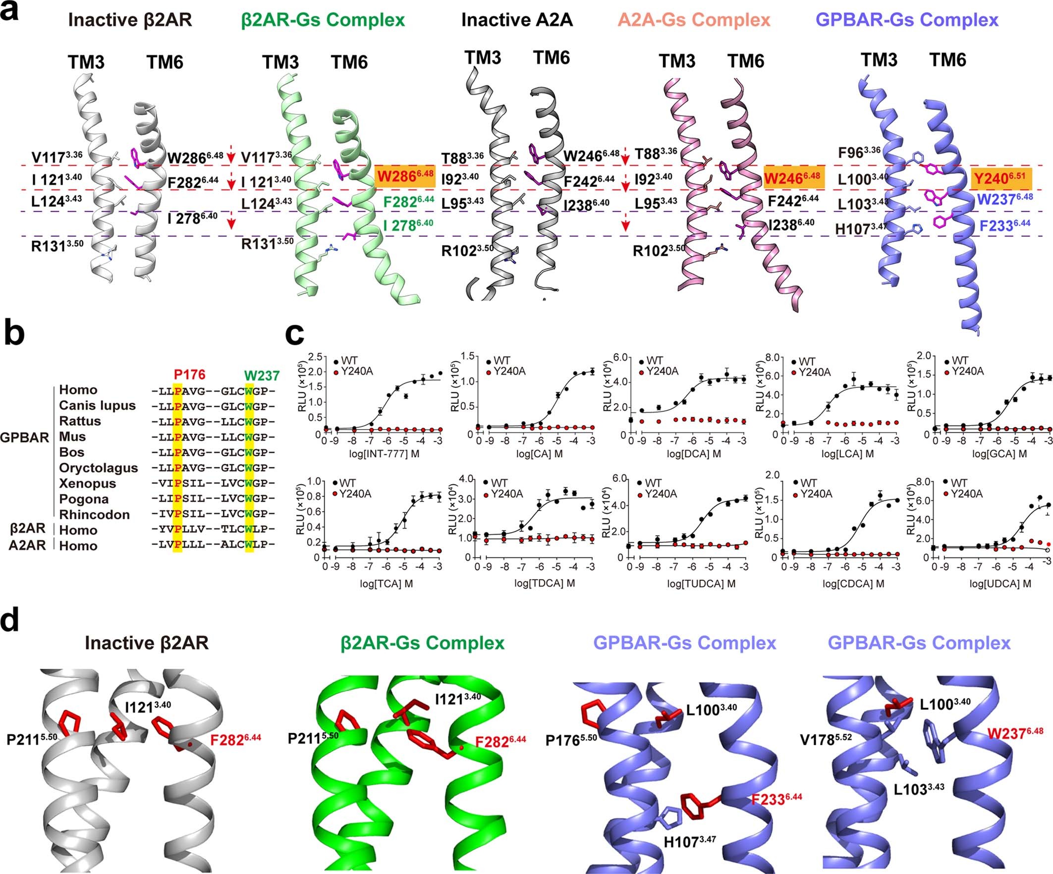 Extended Data Fig. 6: The active structure of GPBAR in complex with Gs.