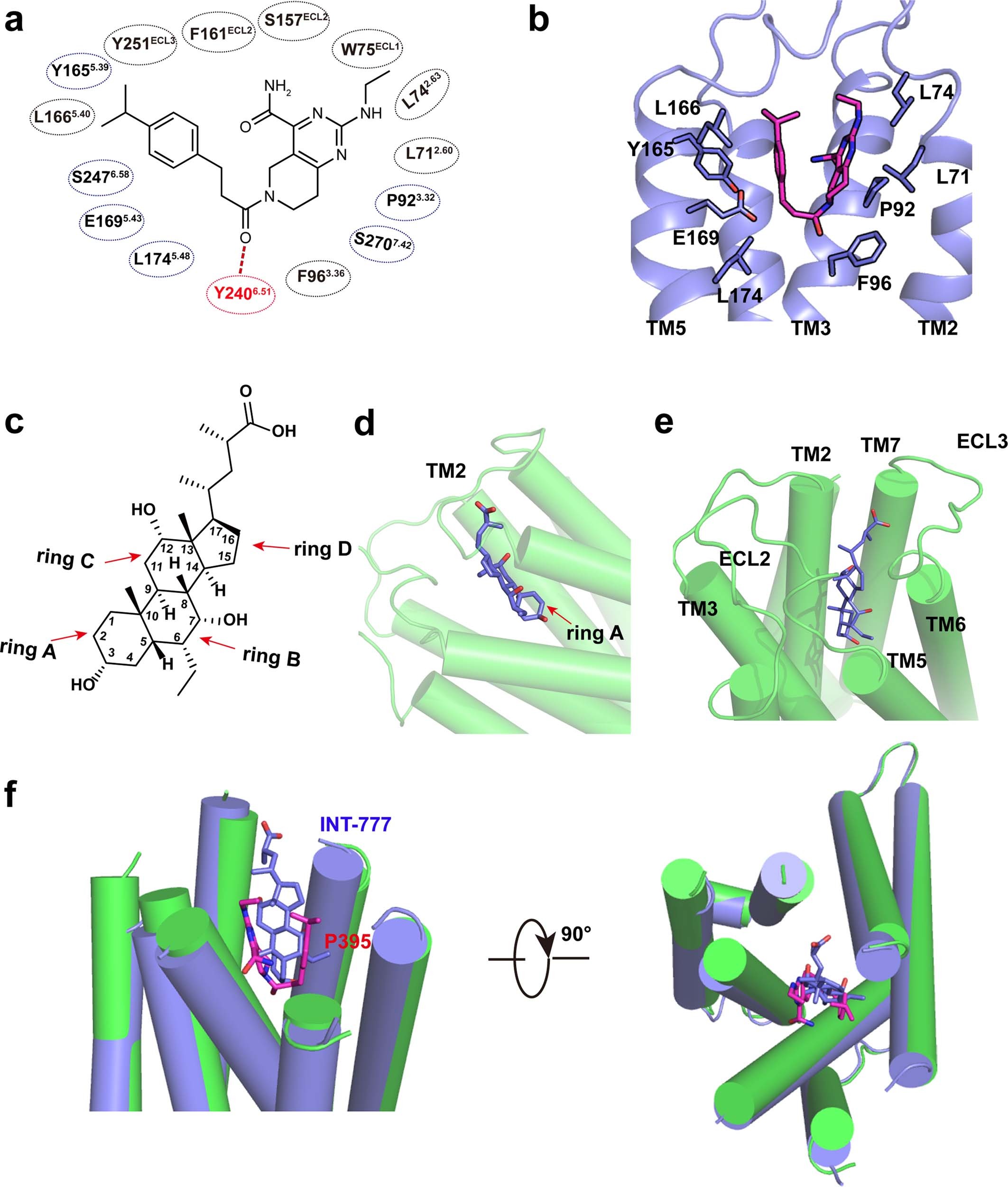 Extended Data Fig. 3: Activation of GPBAR by P395 and INT-777.