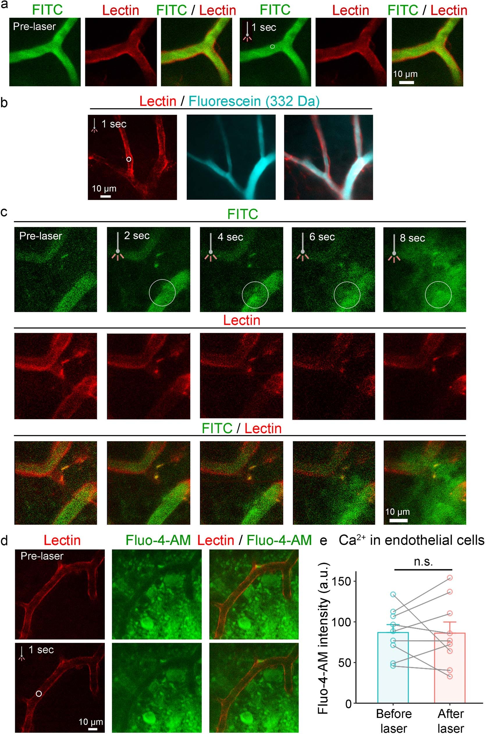 Extended Data Fig. 6: Laser ablation does not damage endothelial cells.