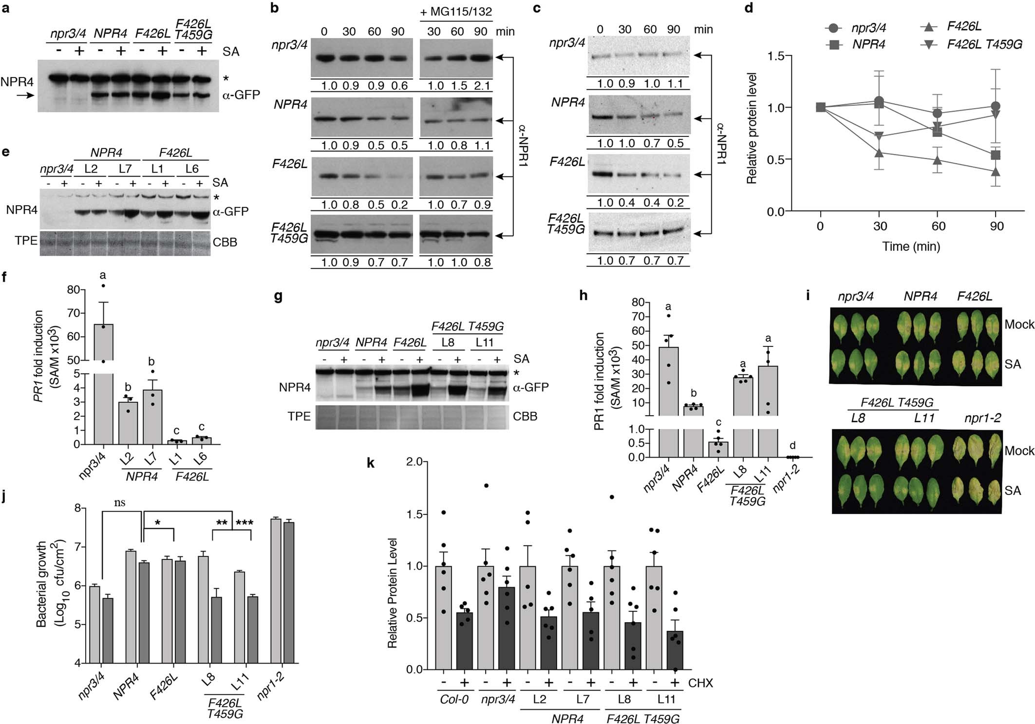 Extended Data Fig. 6: NPR4-point-mutant expression and their differential phenotypic effects.