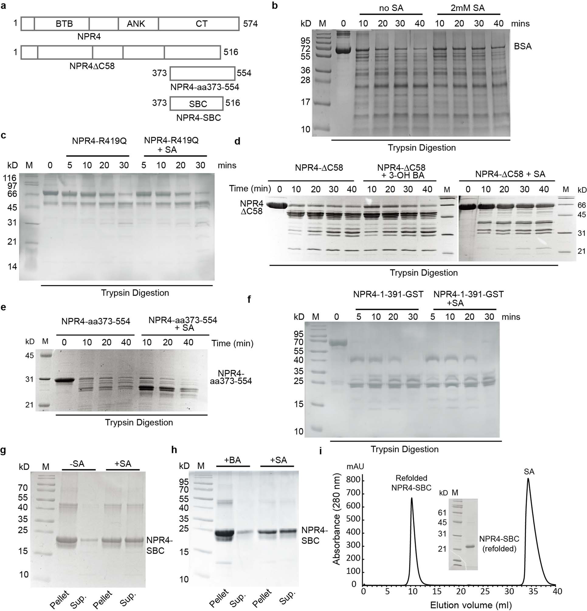 Extended Data Fig. 1: Mapping and refolding of the NPR4 SBC.