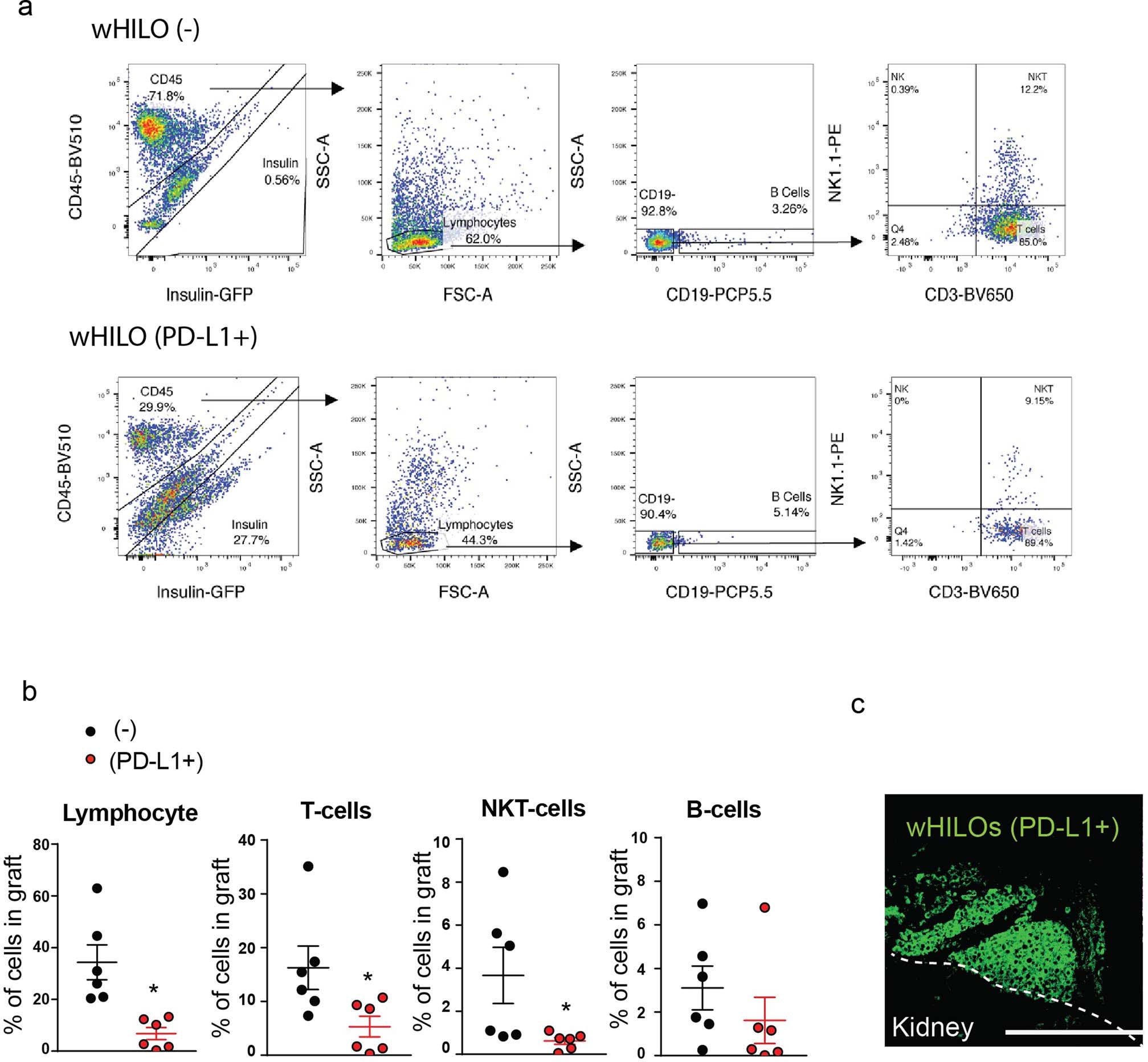 Extended Data Fig. 10: Immune profiling of C57BL6J wHILO grafts.