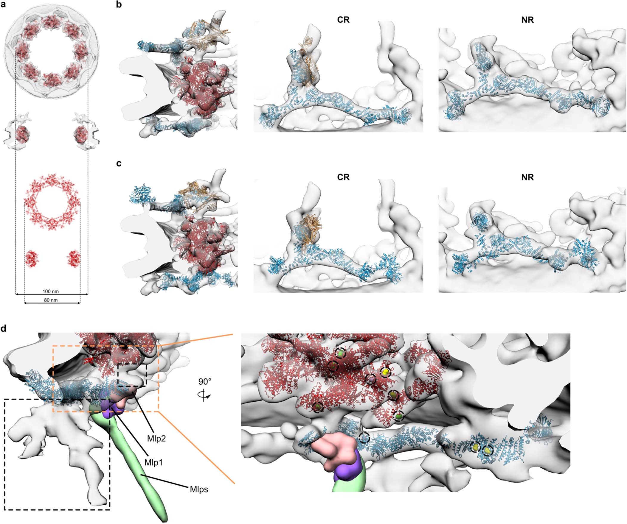 Extended Data Fig. 3: Architectural model of S. cerevisiae NPC.