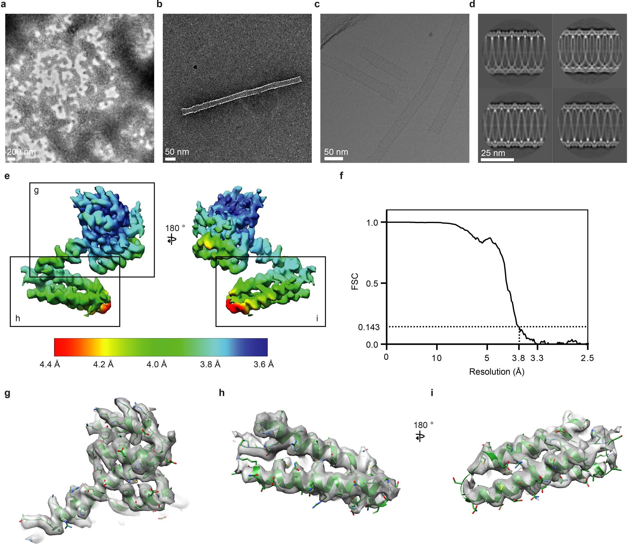 Extended Data Fig. 5: Electron microscopy of in vitro-reconstituted M1 helical tubes.