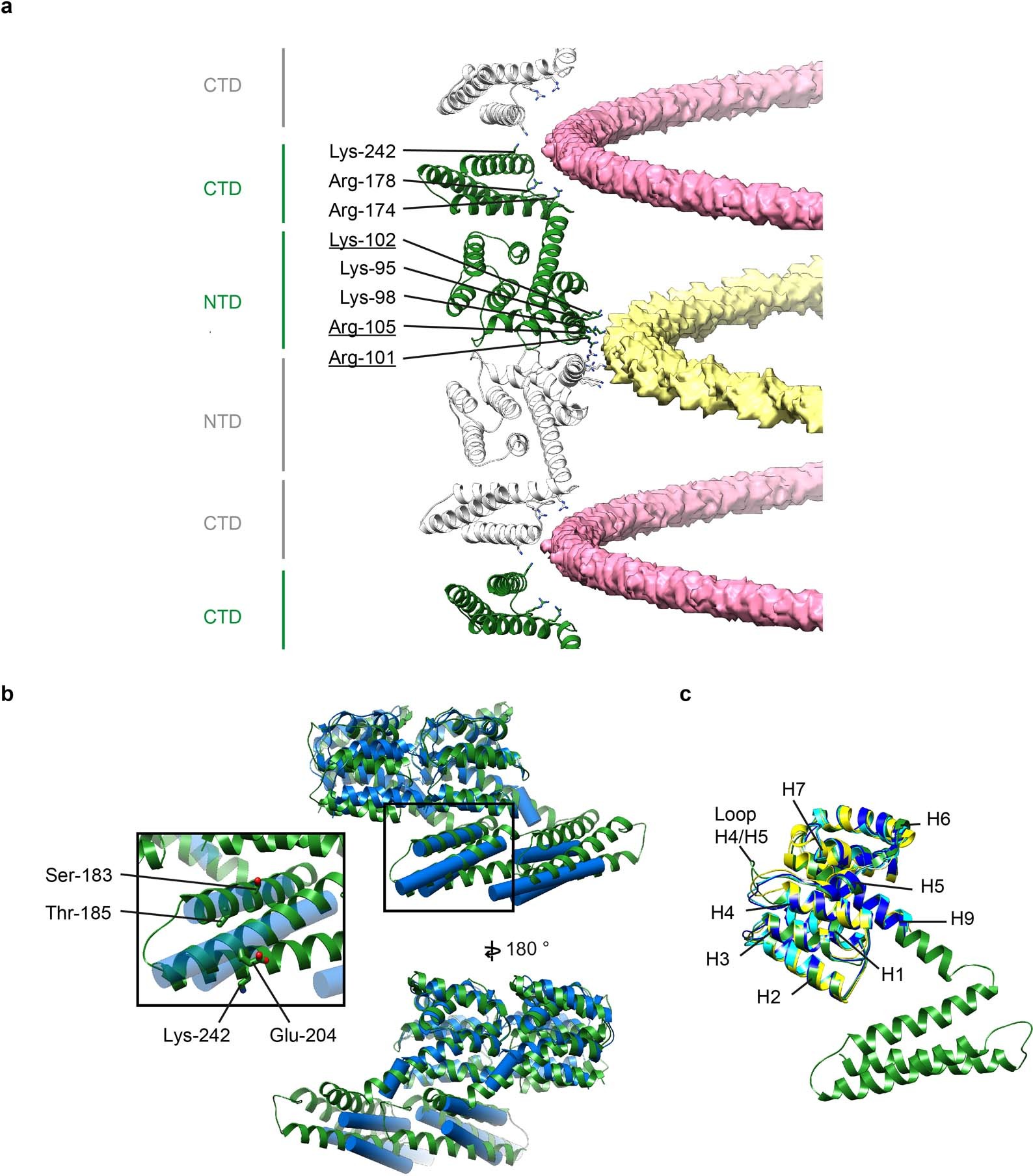 Extended Data Fig. 6: Analysis of the in vitro M1 structure.