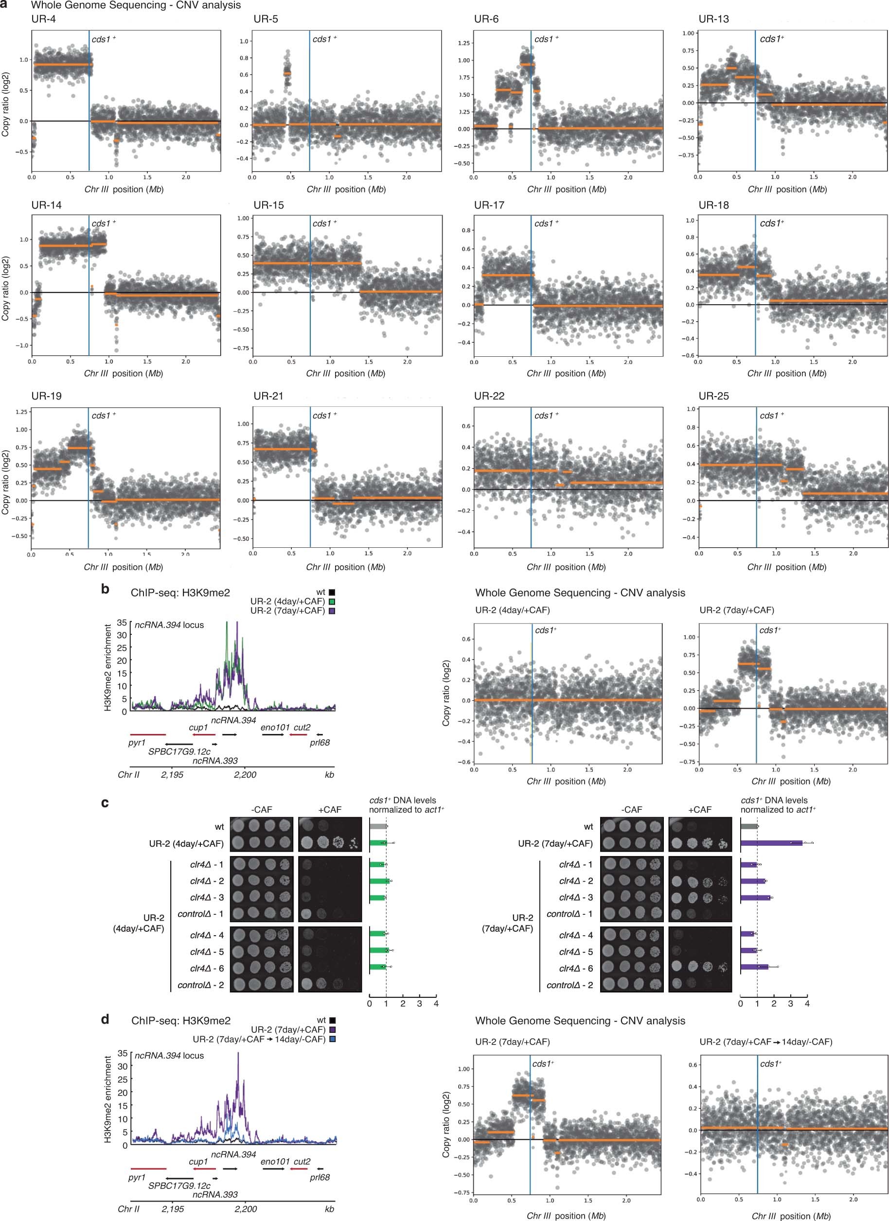 Extended Data Fig. 7: CNV analysis reveals a partial duplication of chromosome III in 12 of 30 unstable (UR) caffeine-resistant isolates.