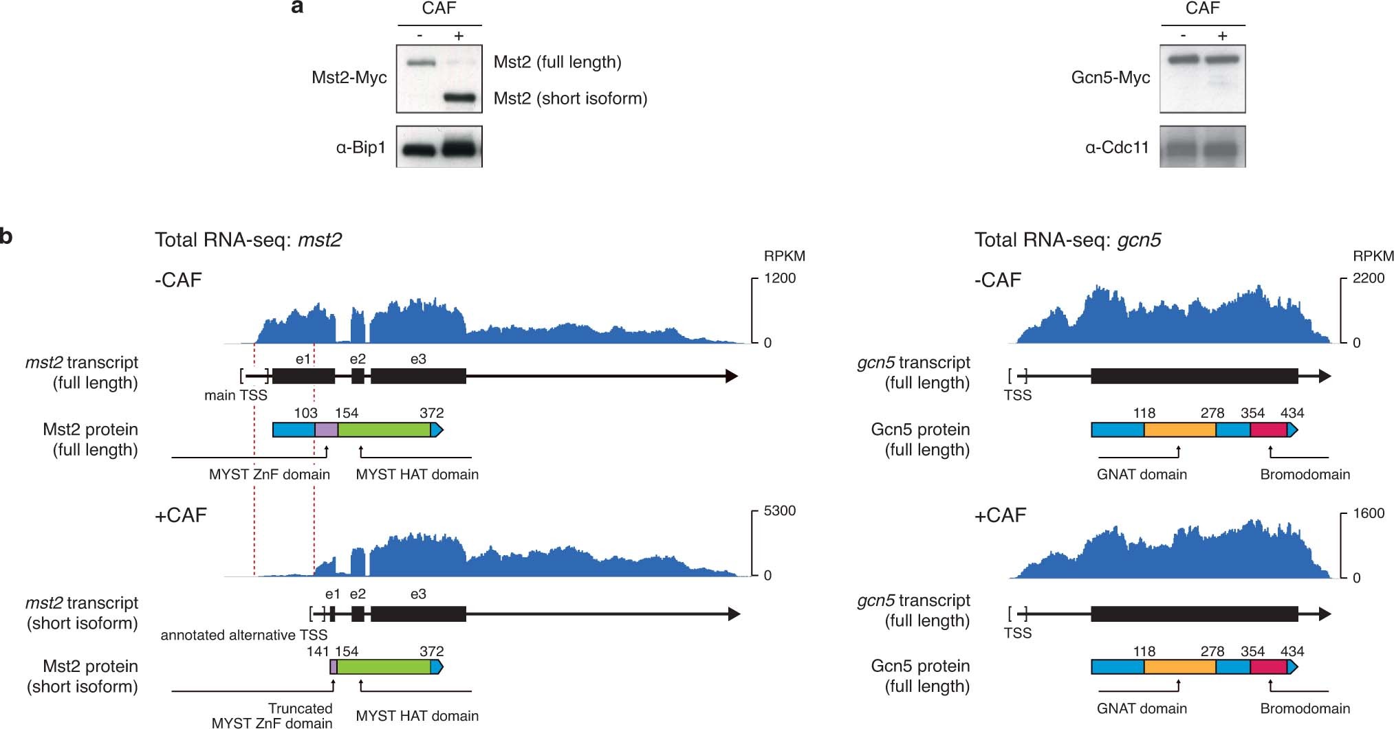 Extended Data Fig. 10: A shortened version of the anti-silencing factor Mst2 is produced upon exposure to caffeine.