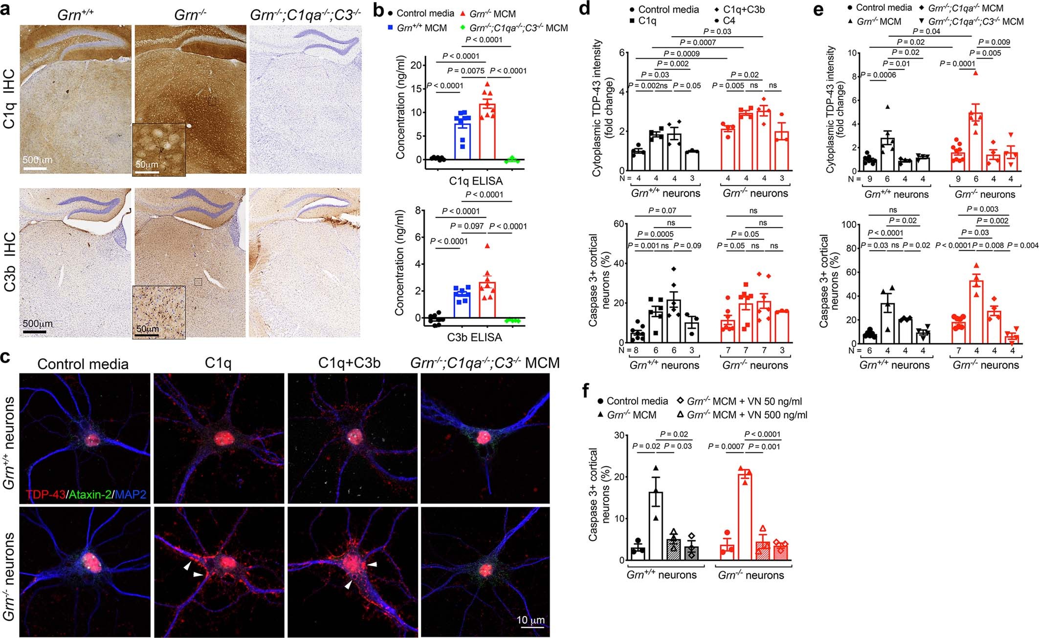 Extended Data Fig. 10: C1q and C3b produced by Grn−/− microglia promote TDP-43 granule formation and cell death in Grn−/− neurons.