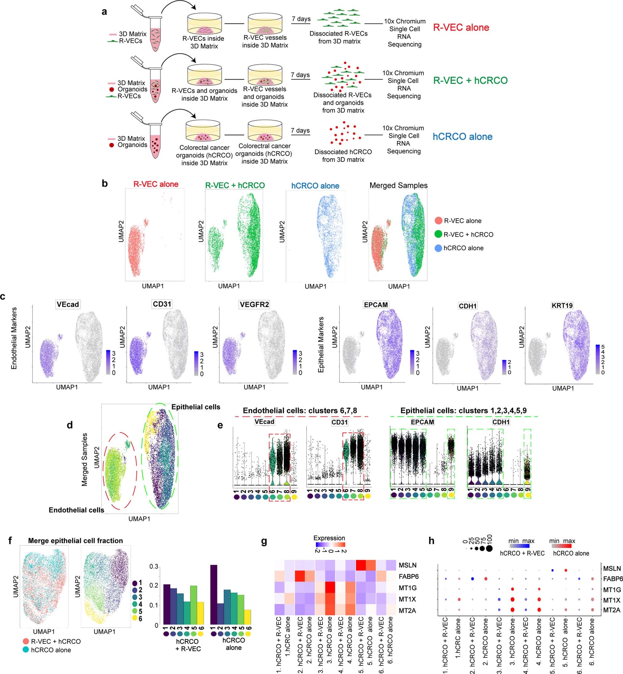 Extended Data Fig. 10: Endothelial and epithelial cell identification by scRNA-seq from co-cultures of CRCOs with R-VECs.