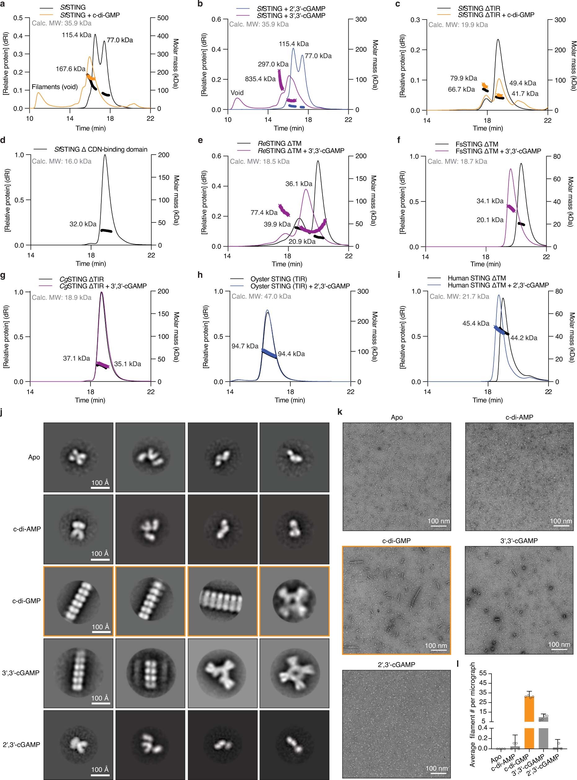 Extended Data Fig. 7: Conservation of oligomerization as a mechanism of STING activation.
