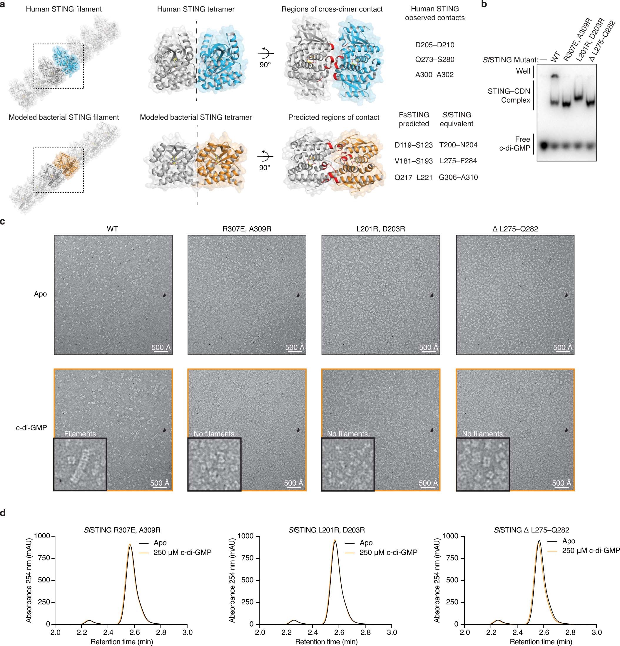 Extended Data Fig. 8: Filament formation is required for bacterial TIR–STING activation.