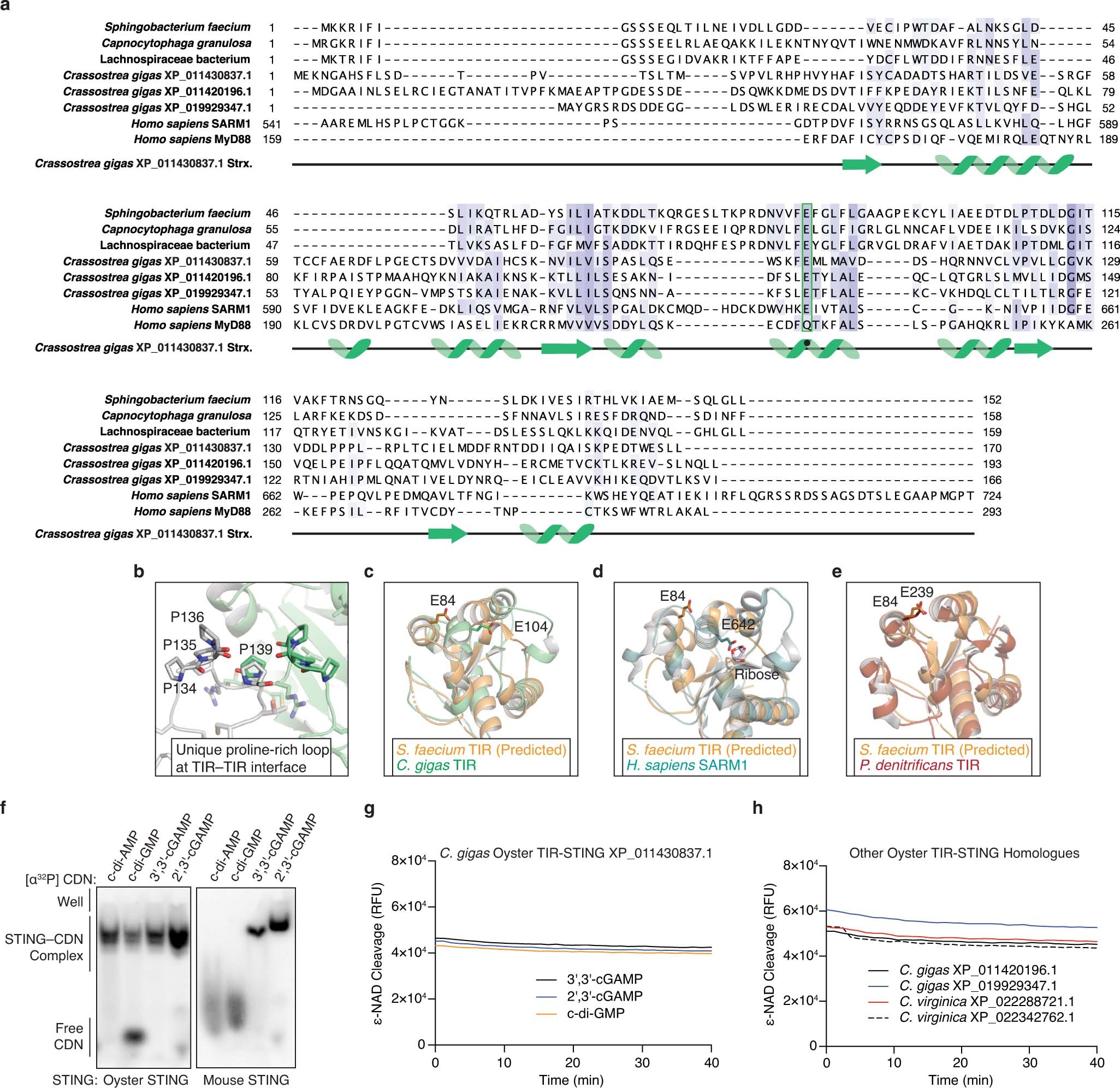 Extended Data Fig. 9: Structural analysis of metazoan TIR–STING homologues.