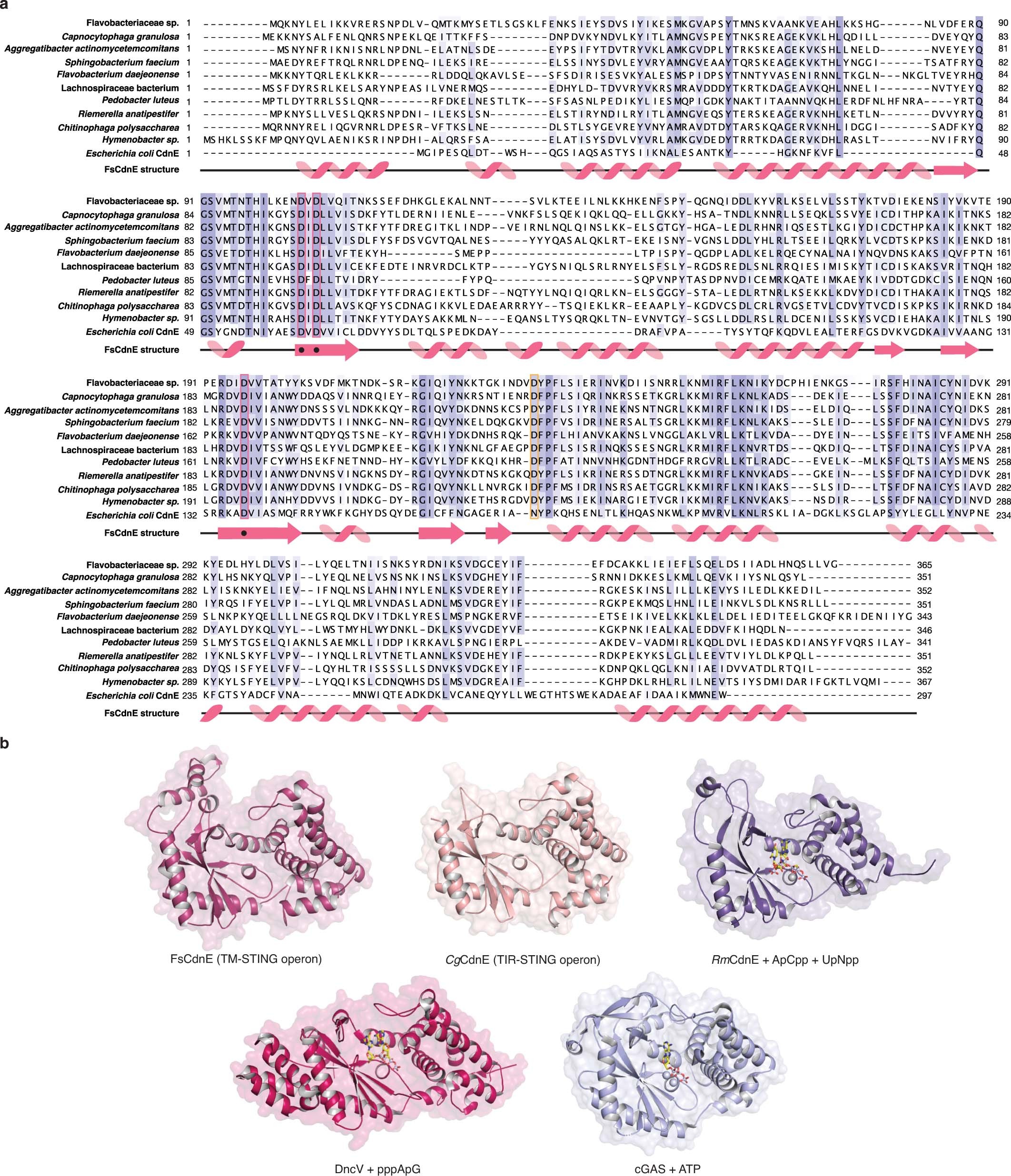 Extended Data Fig. 2: Structural analysis of STING-associated CD-NTase enzymes.