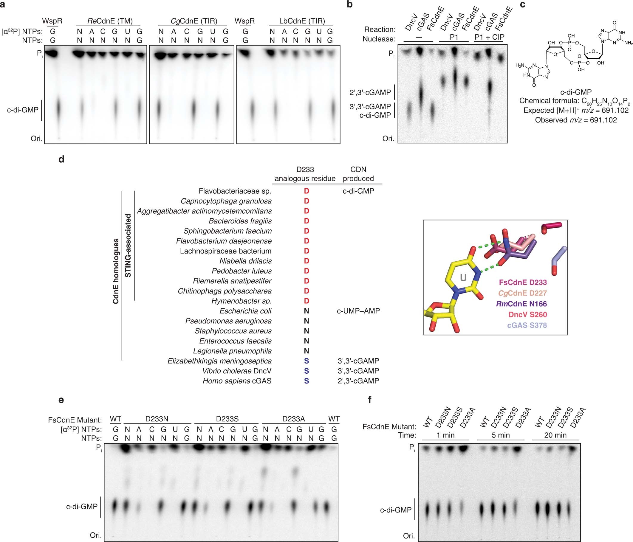 Extended Data Fig. 3: Biochemical analysis of c-di-GMP synthesis by bacterial STING-associated CD-NTases.