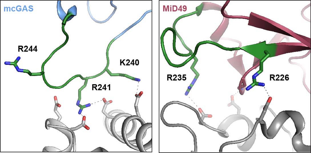 Extended Data Fig. 7: Structurally conserved loop for protein–protein interactions in MAB21 family nucleotidyltransferases.