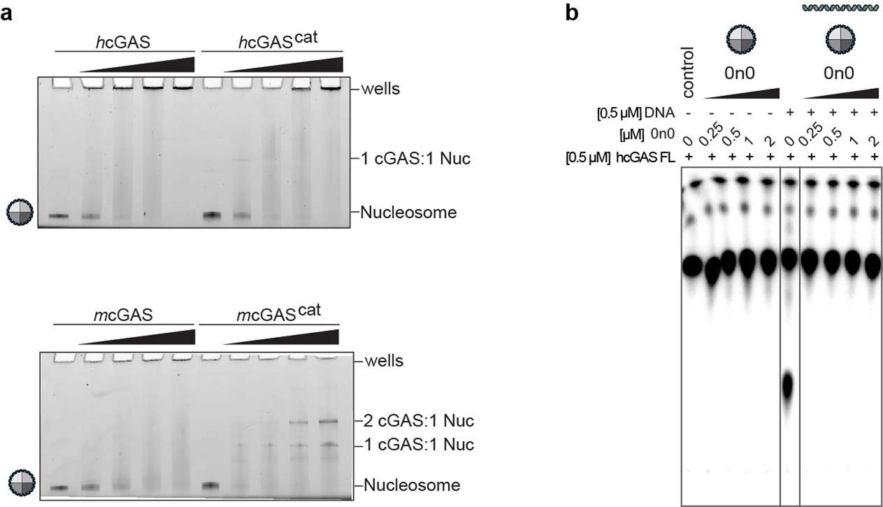 Extended Data Fig. 1: cGAS binds nucleosomes even in the presence of free DNA.