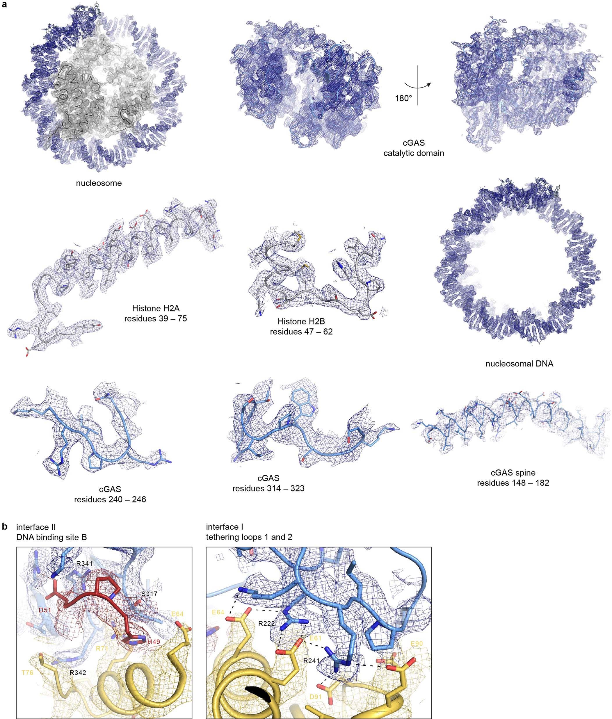 Extended Data Fig. 3: Sample density maps for cGAS–nucleosome structure.