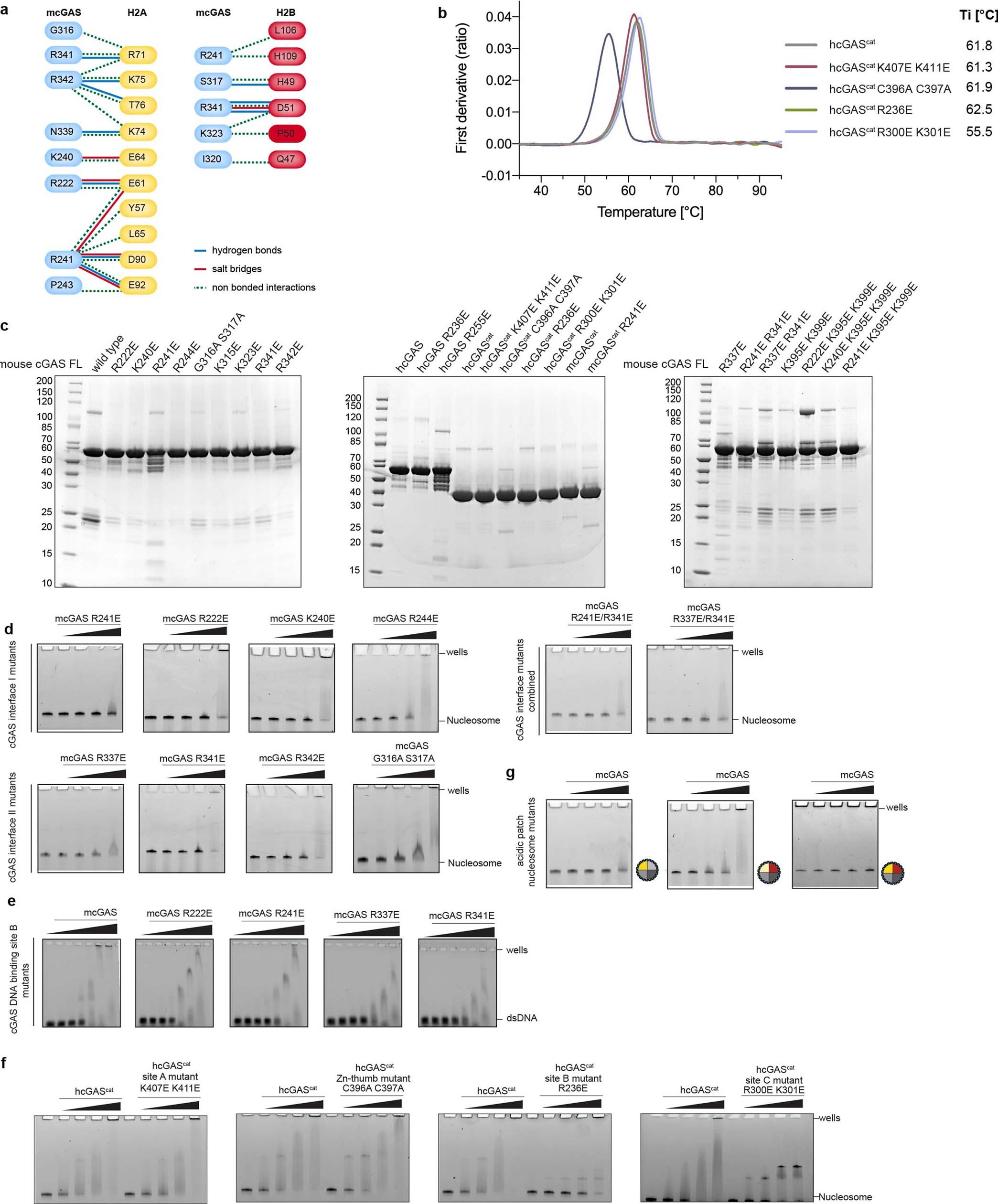 Extended Data Fig. 4: Mutational analysis of binding interface between cGAS and the nucleosome.