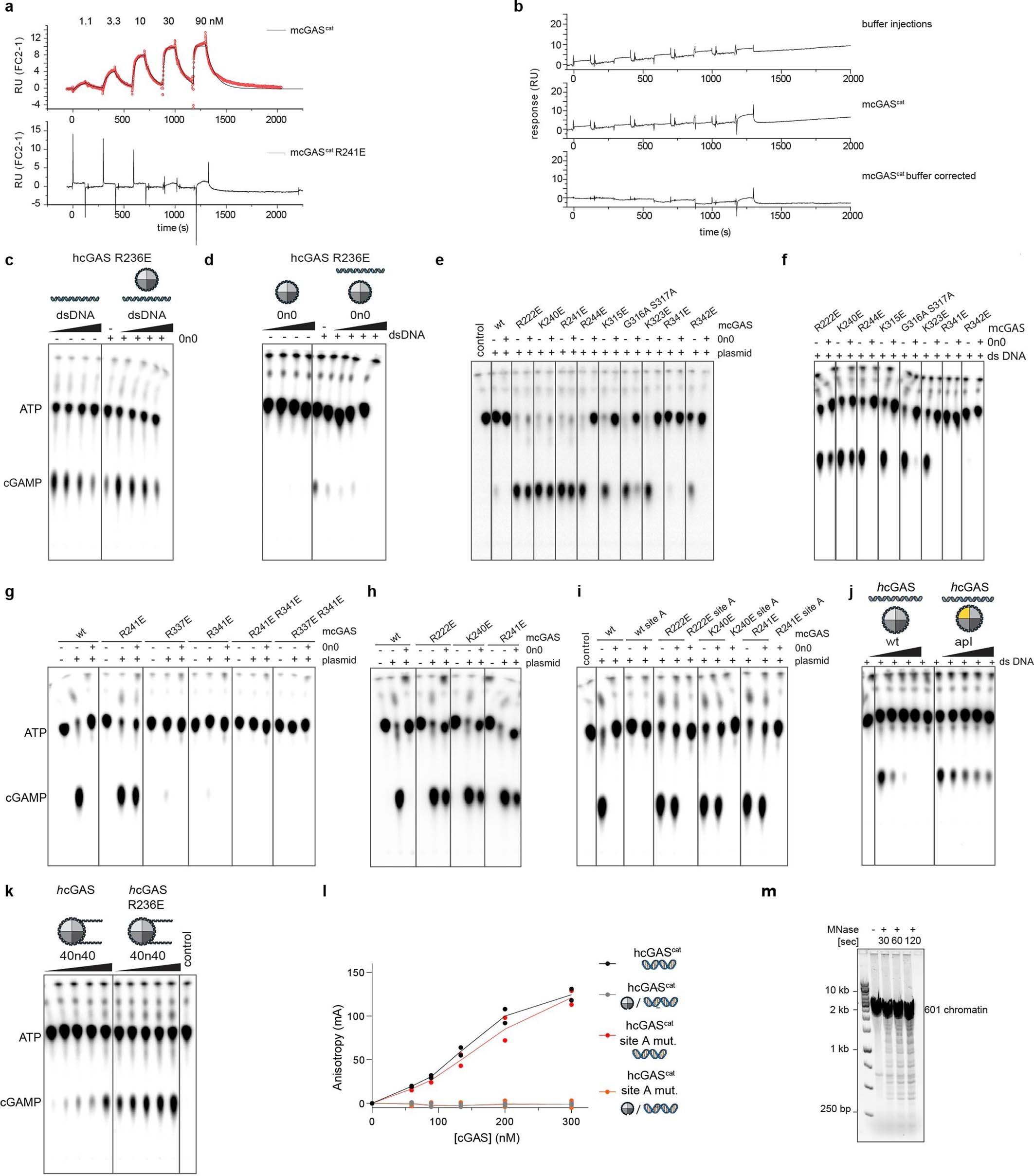 Extended Data Fig. 5: cGAS DNA-binding site B is required for cGAS tethering by the nucleosome.