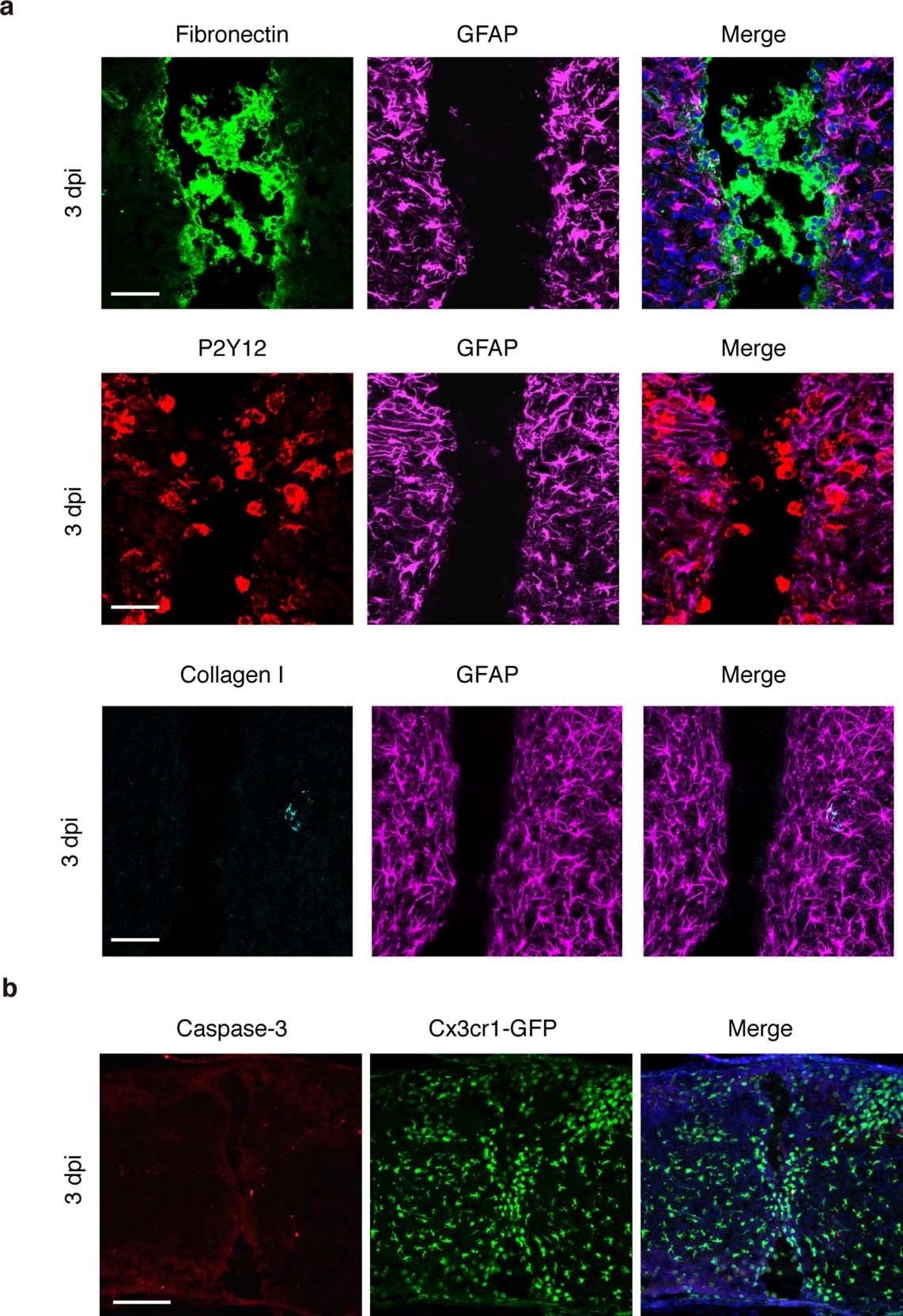 Extended Data Fig. 3: Histological assessments of bridges formed after neonatal spinal cord injury.