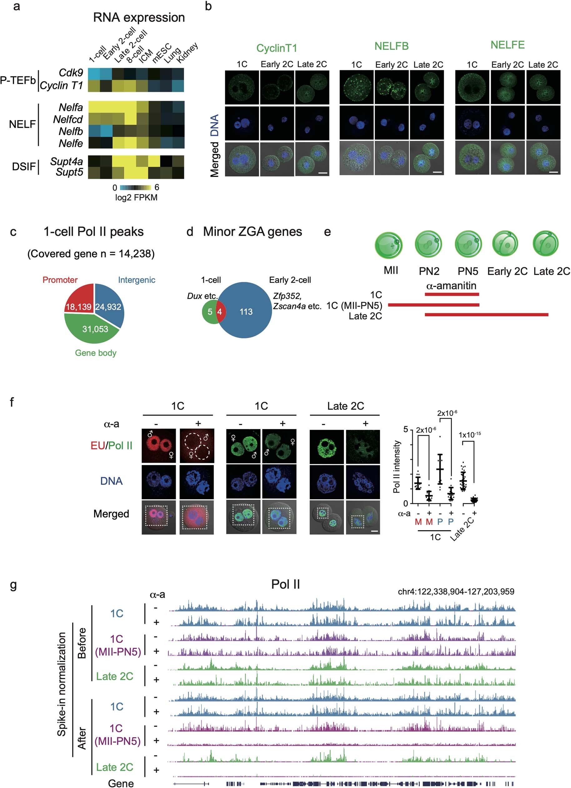 Extended Data Fig. 5: Pol II dynamics from one-cell to late 2-cell stages.