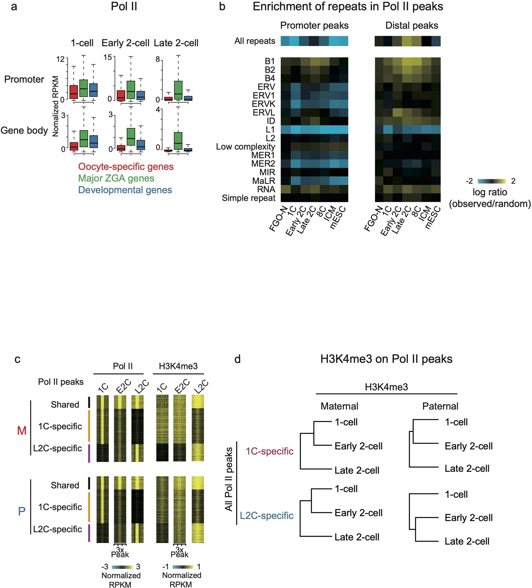Extended Data Fig. 10: Pol II pre-configuration before major ZGA.