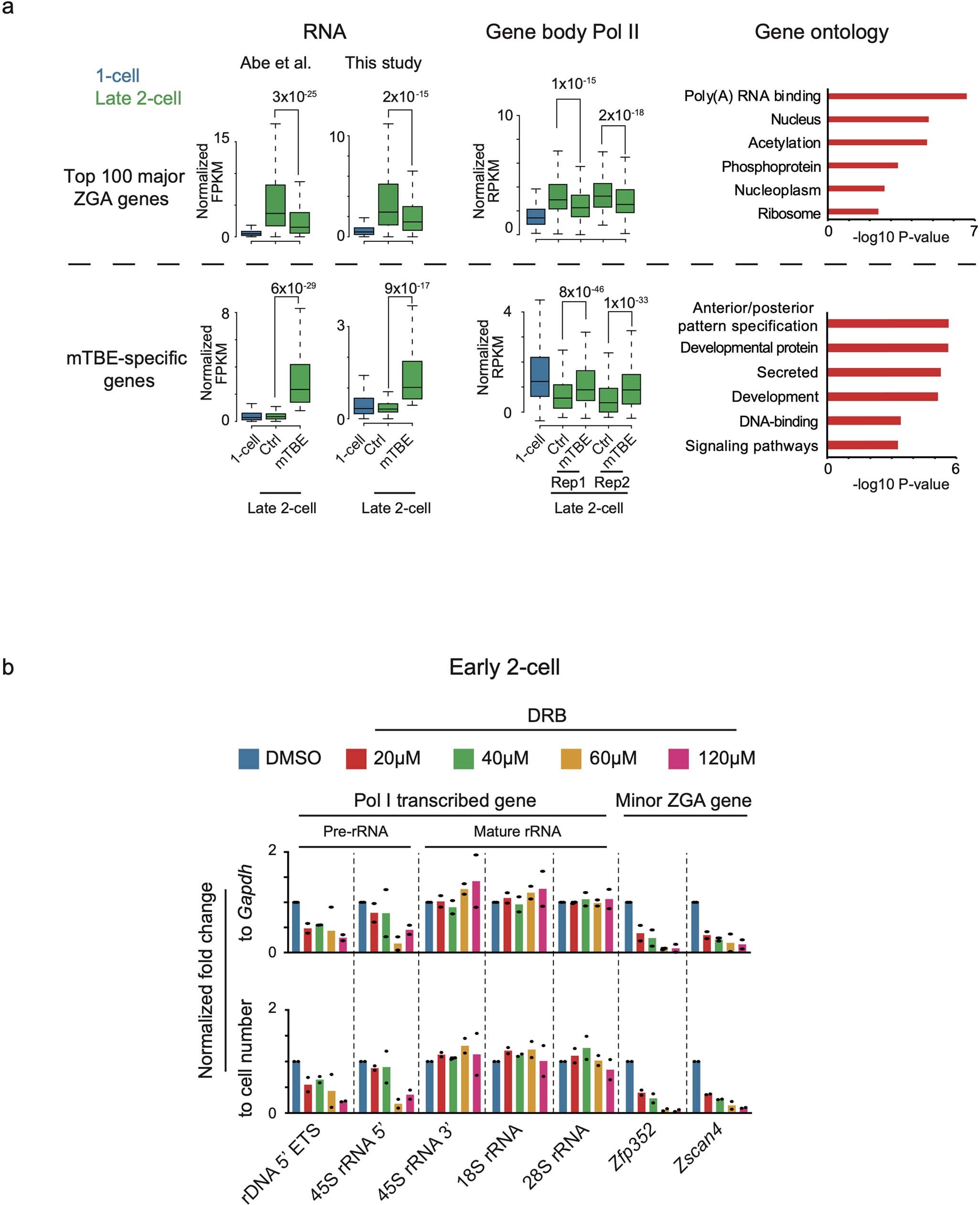 Extended Data Fig. 12: The effects of DRB on Pol I and Pol II transcription in embryos.