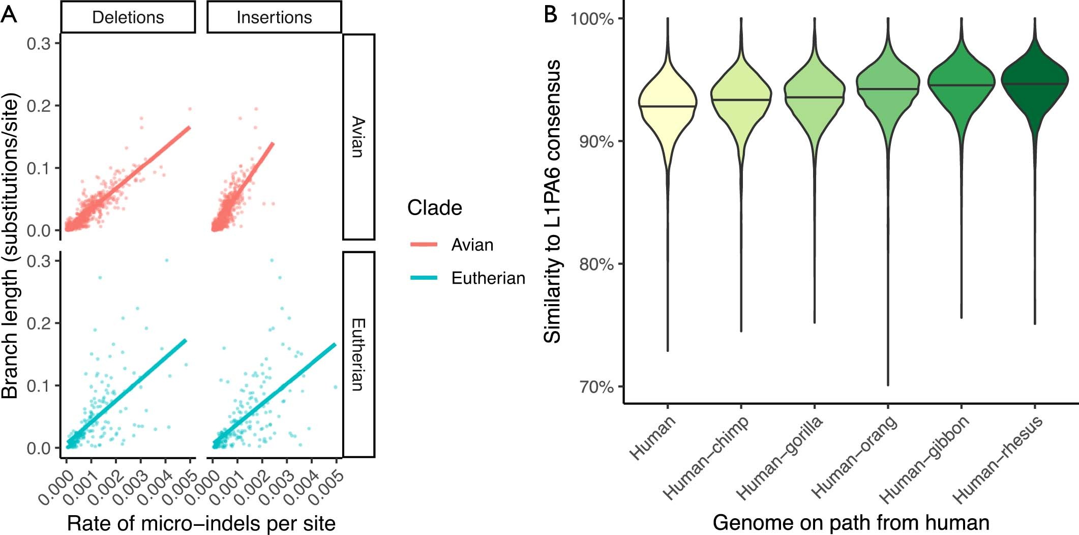 Extended Data Fig. 3: Analysing insertions, deletions and L1PA6 repeats in the 600-way alignment.