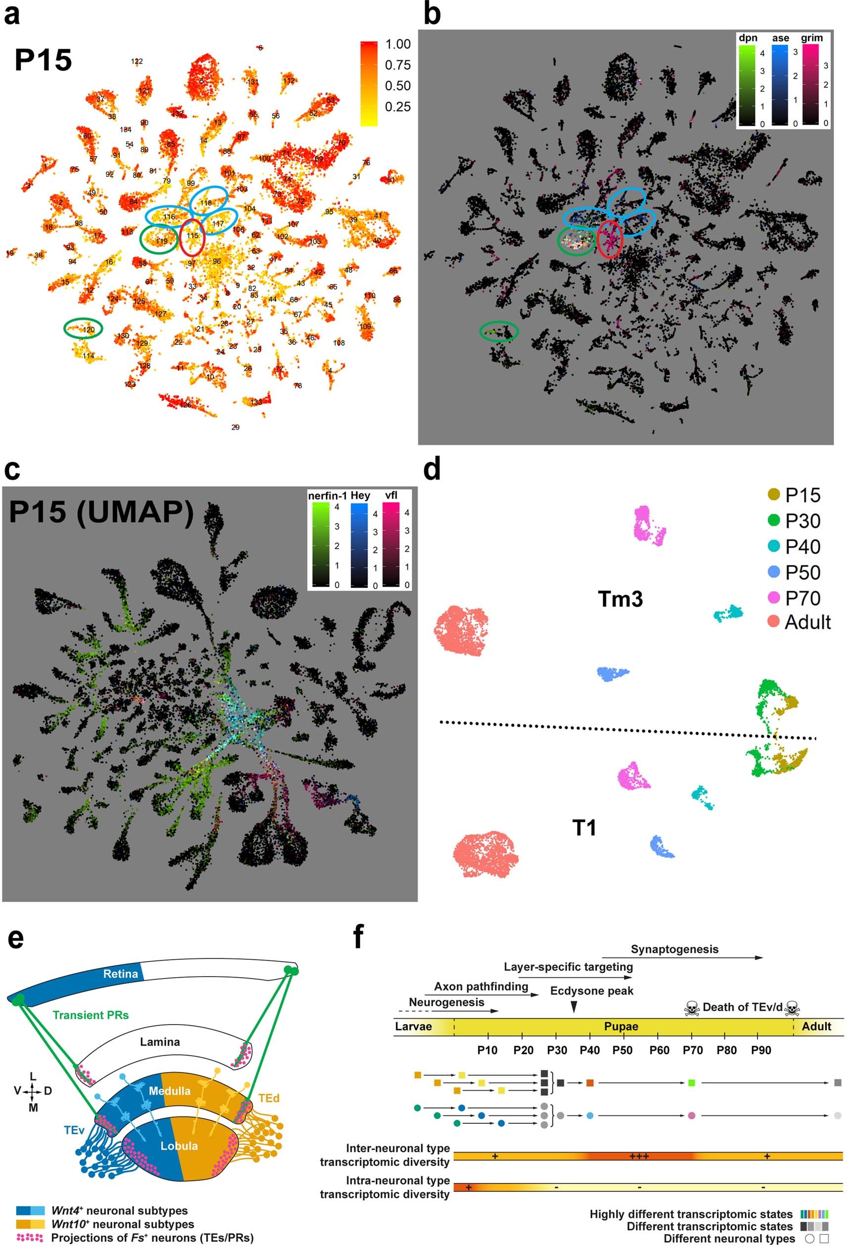 Extended Data Fig. 9: Early differentiation and transcriptomic synchronization of optic lobe neurons and summary of the main findings.