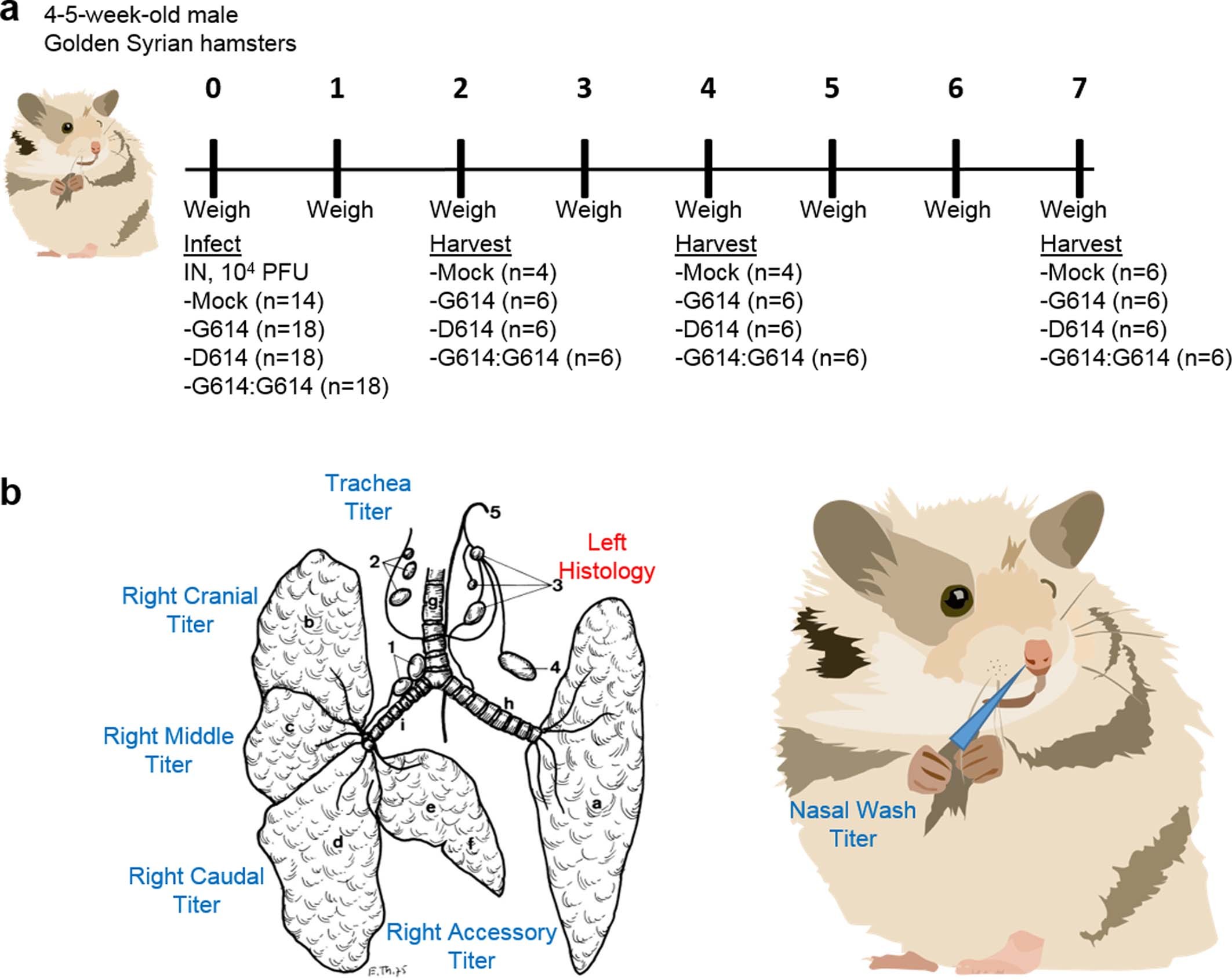 Extended Data Fig. 1: Experimental design of hamster infection and sample collection.