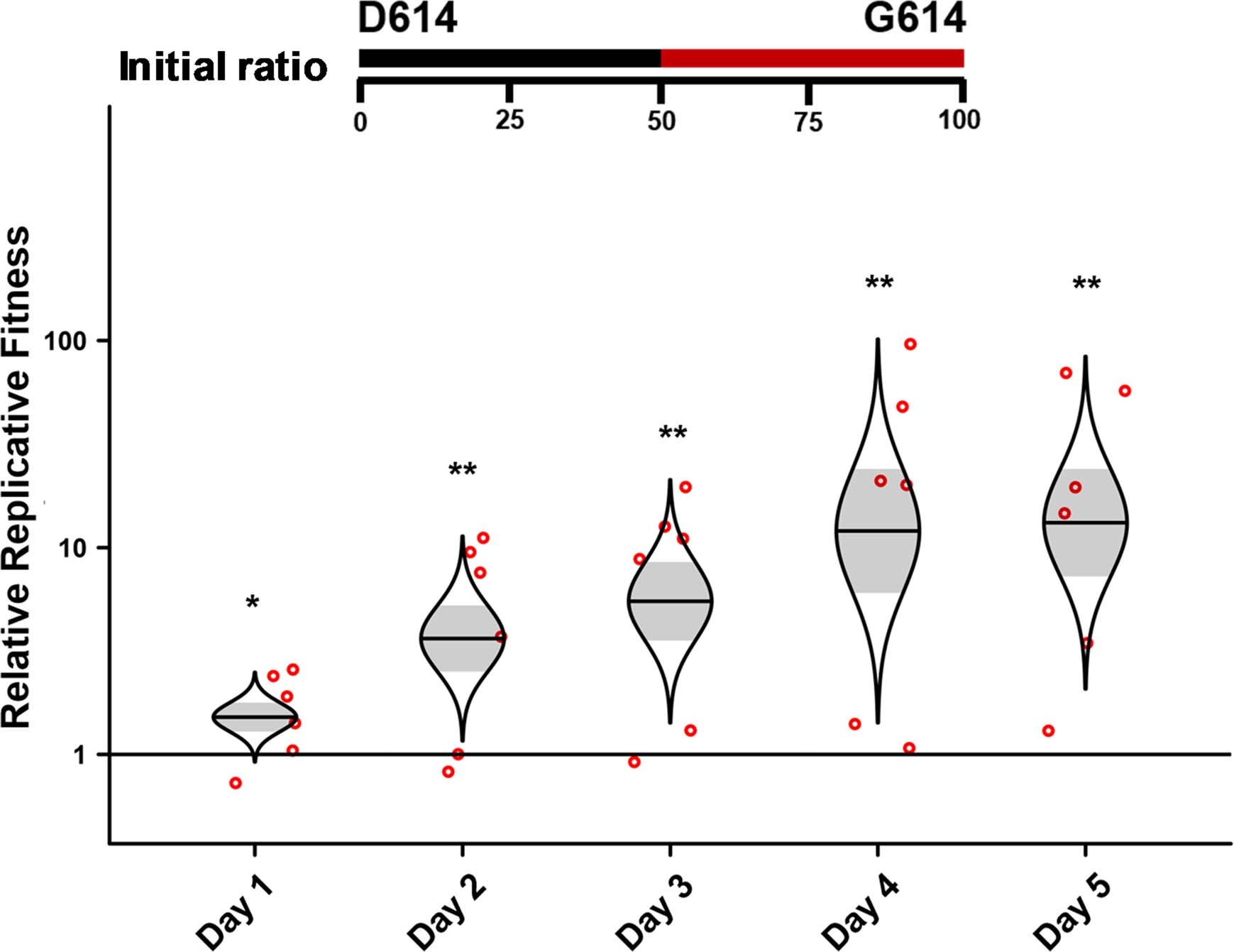 Extended Data Fig. 3: D614G substitution significantly enhances SARS-CoV-2 replication in primary human airway tissues from a different donor.