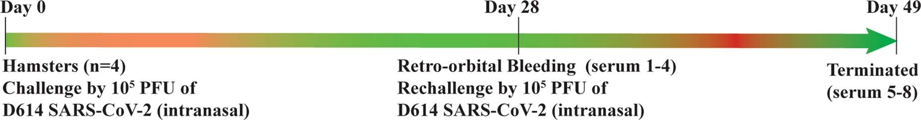 Extended Data Fig. 5: Scheme for preparing the D614 SARS-CoV-2-infected hamster sera for neutralization assay.