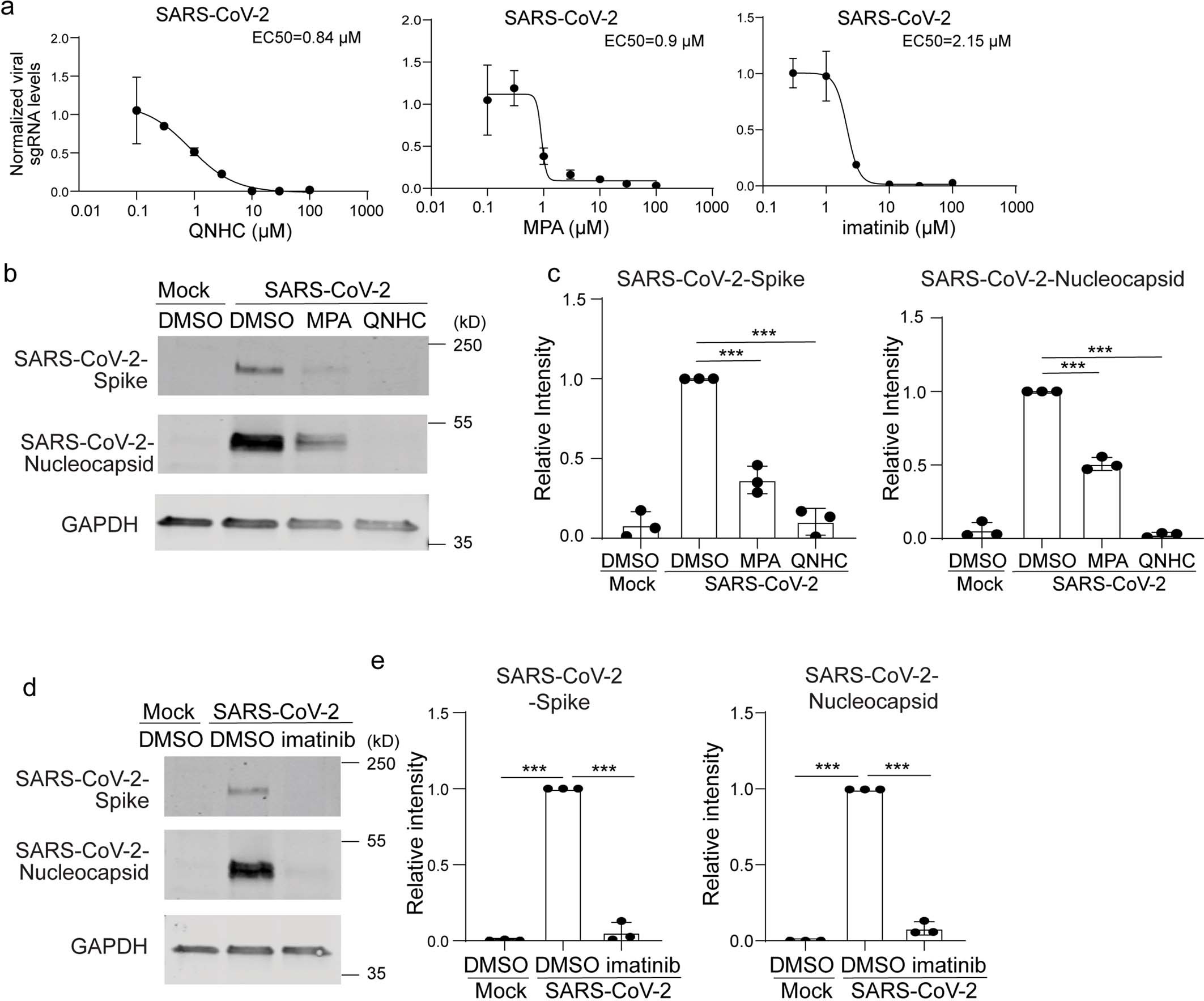 Extended Data Fig. 8: Imatinib, MPA, and QNHC inhibit SARS-CoV-2 on Vero cells.