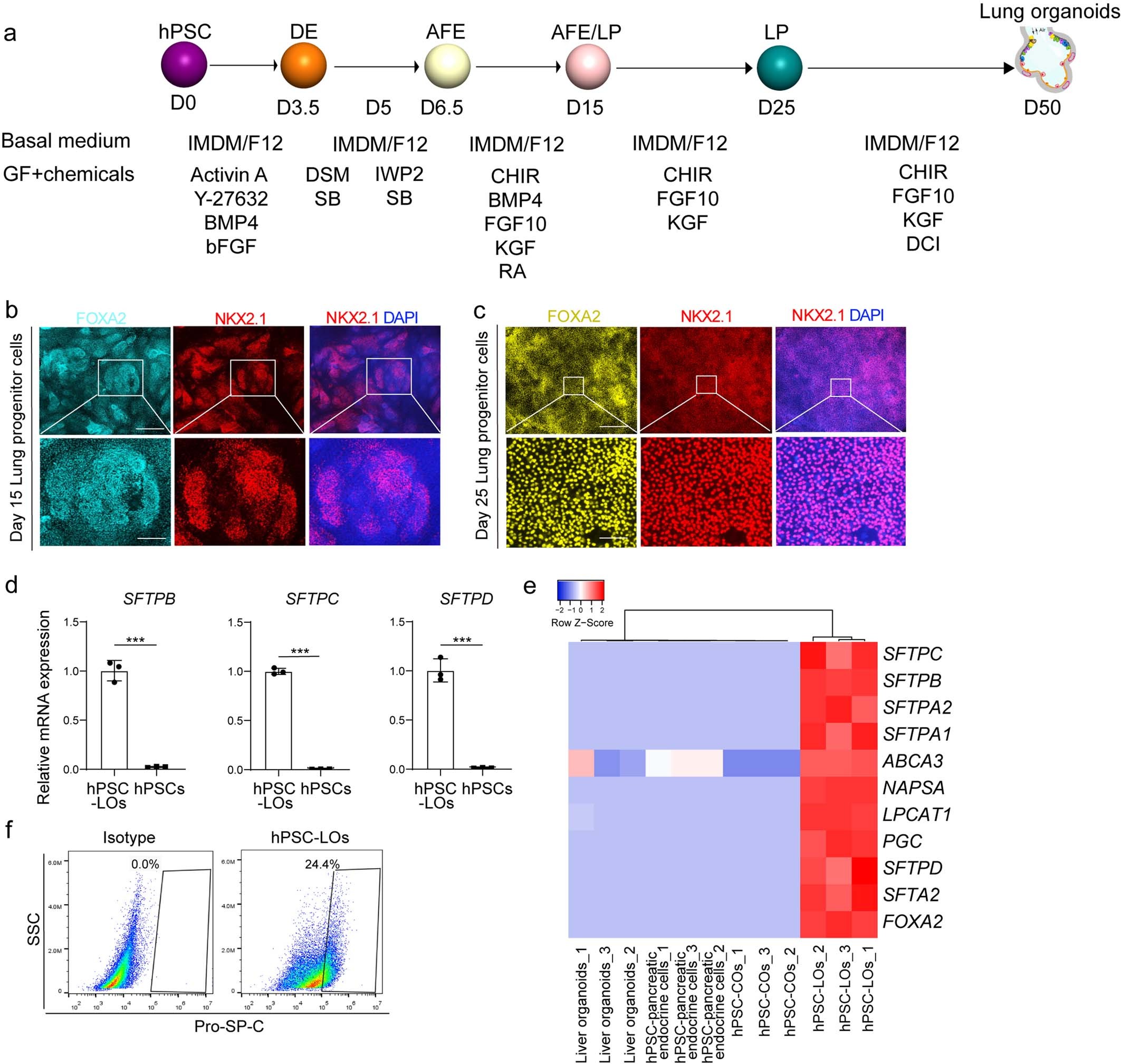 Extended Data Fig. 1: Characterization of hPSC-LOs.