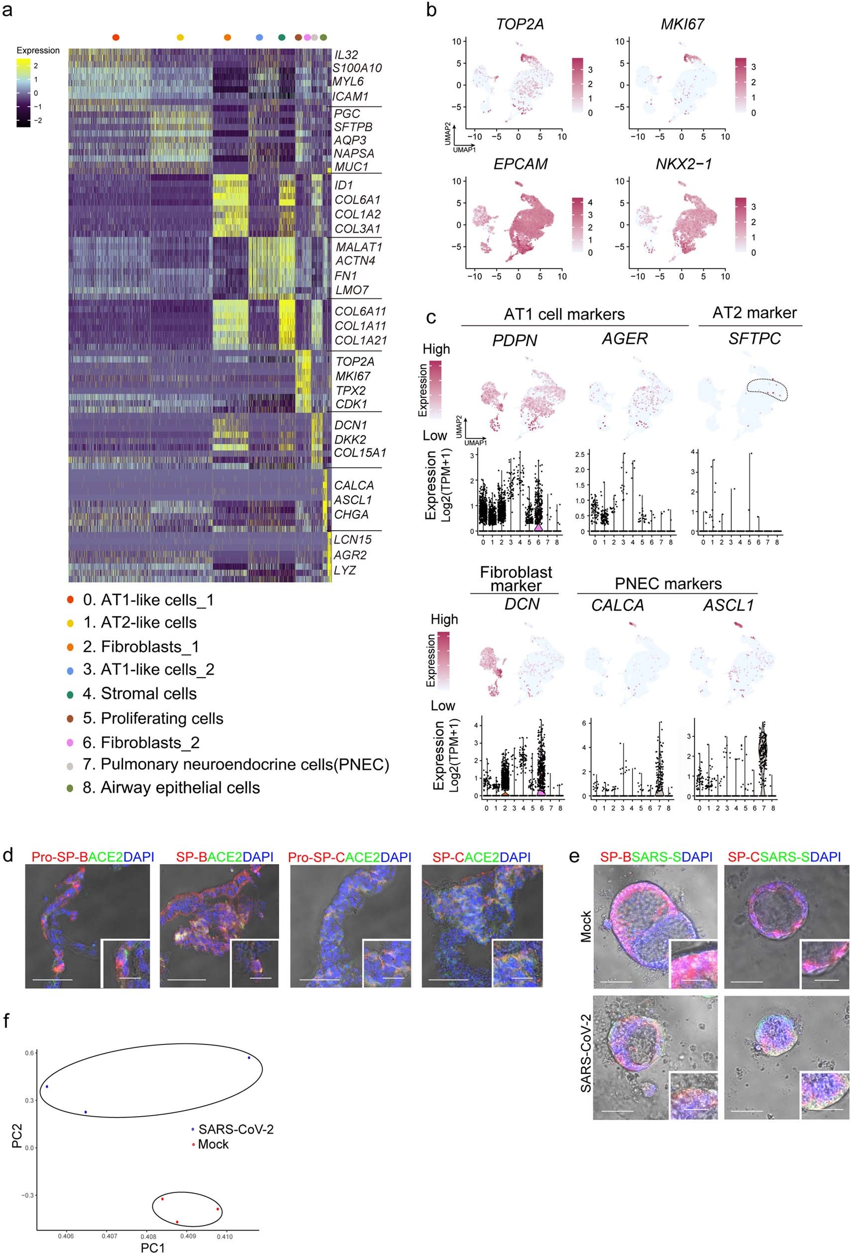 Extended Data Fig. 2: Single cell RNA-seq of hPSC-LOs.