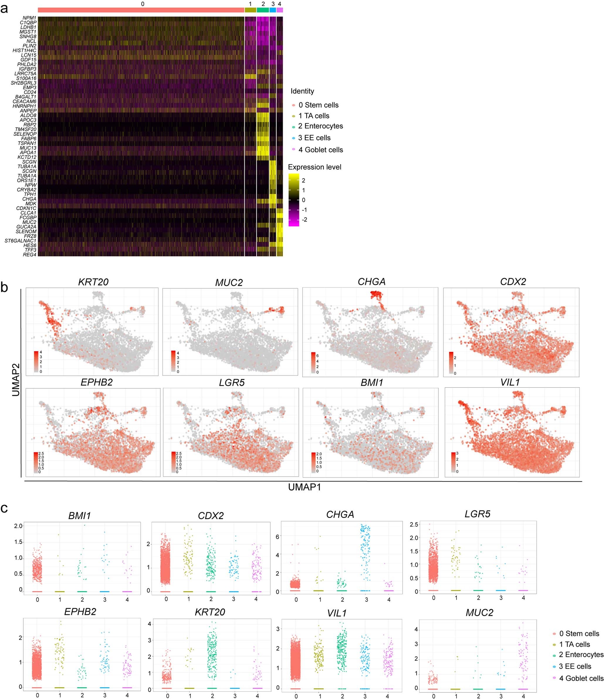 Extended Data Fig. 4: Single cell RNA-seq analysis of hPSC-COs.