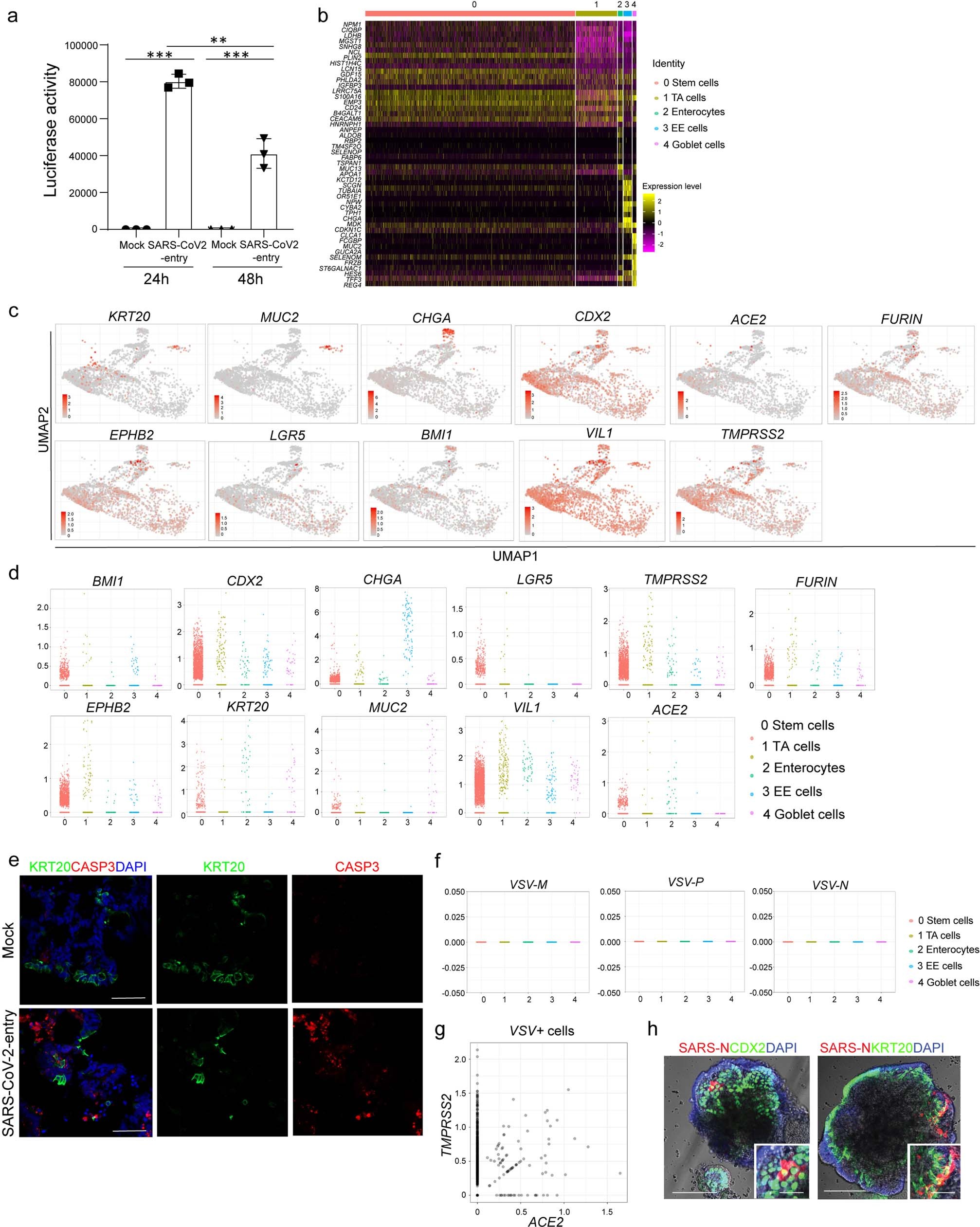 Extended Data Fig. 5: Single cell RNA-seq analysis of hPSC-COs at 24 hpi with SARS-CoV-2-entry virus.