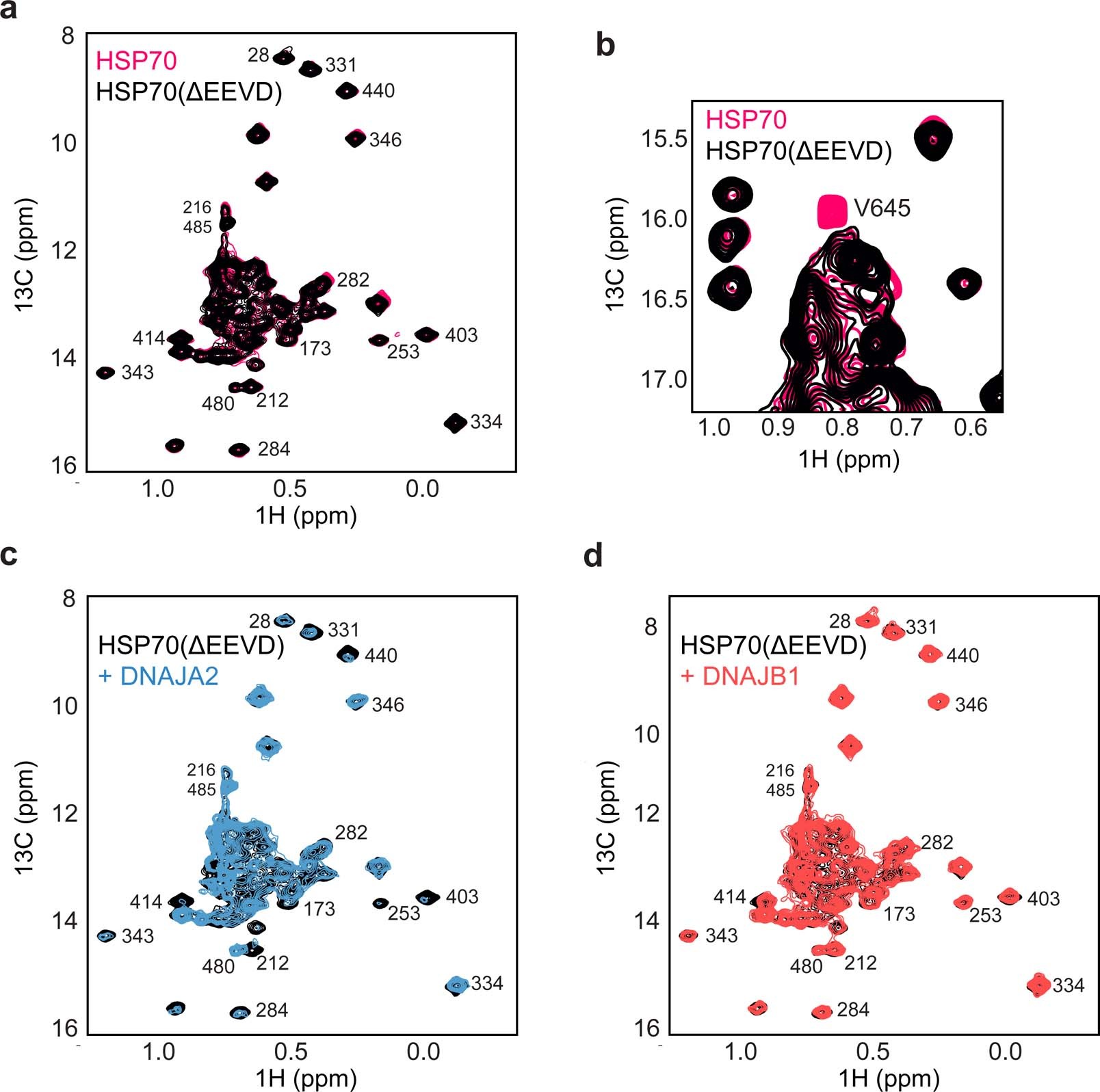 Extended Data Fig. 7: Removal of the HSP70 EEVD tail abolishes binding to class B JDPs.