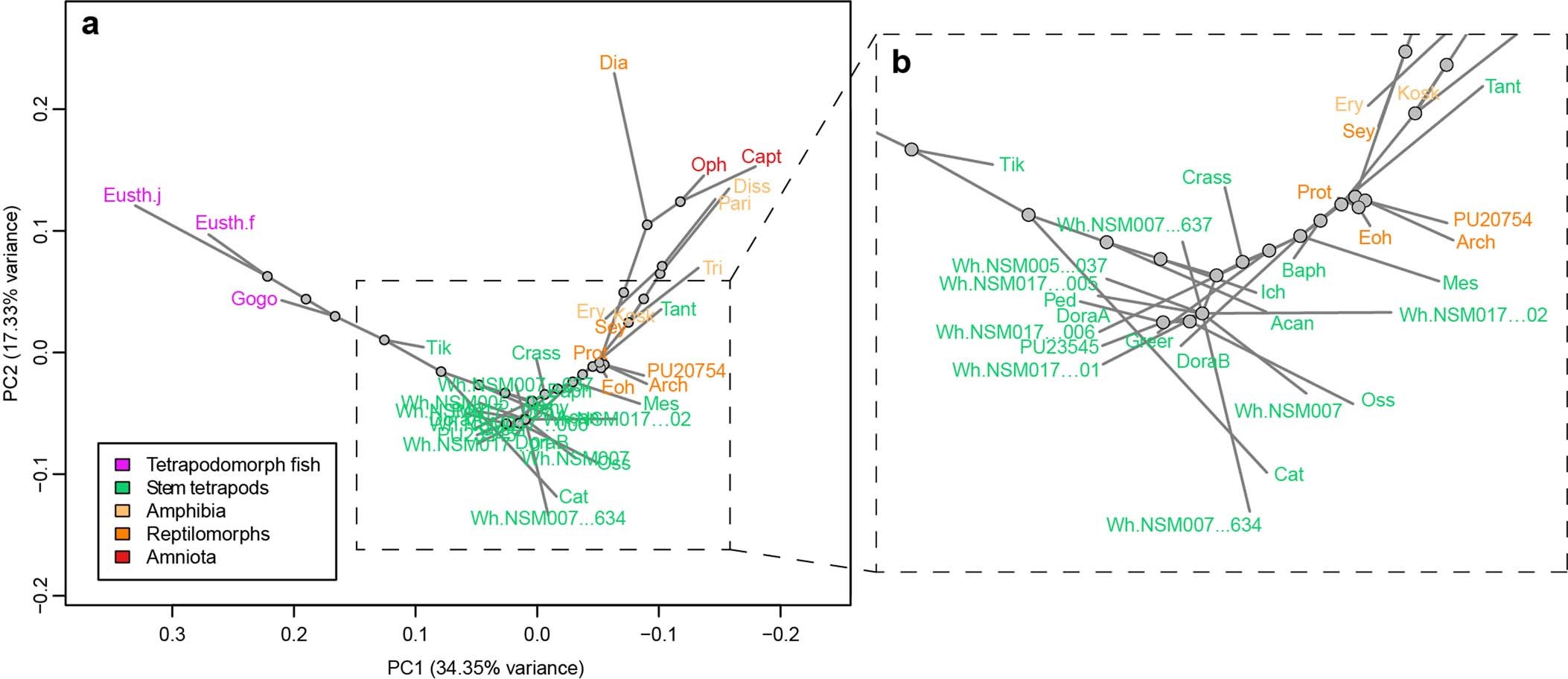 Extended Data Fig. 2: Taxonomic distribution of specimens in morphospace.