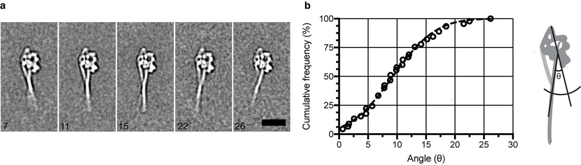 Extended Data Fig. 6: Flexibility of SmM tail ribbon.