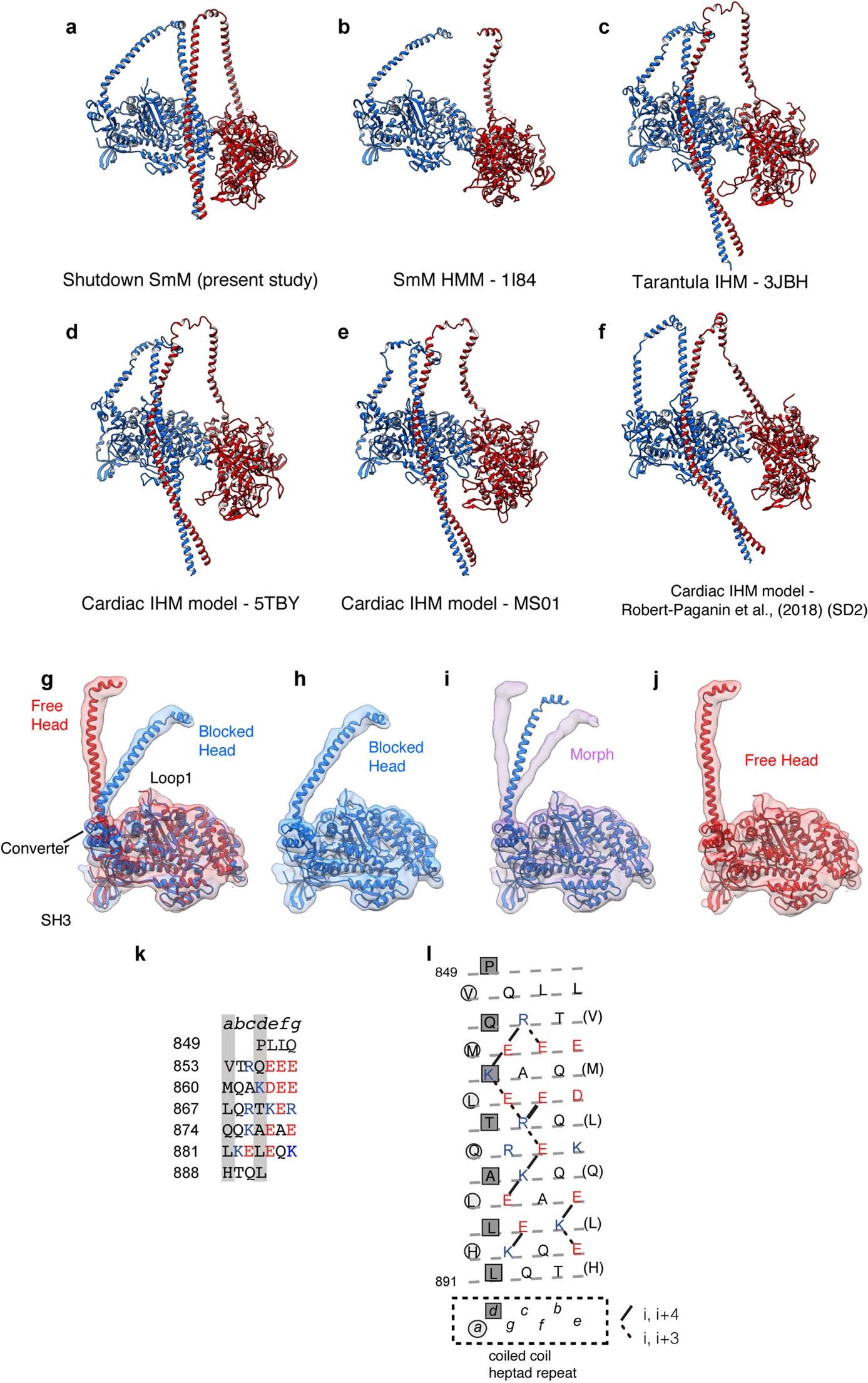 Extended data Fig. 4: Comparisons of IHM pseudo-atomic models, free- and blocked-heads and the SAH-domain character of start of segment 1.