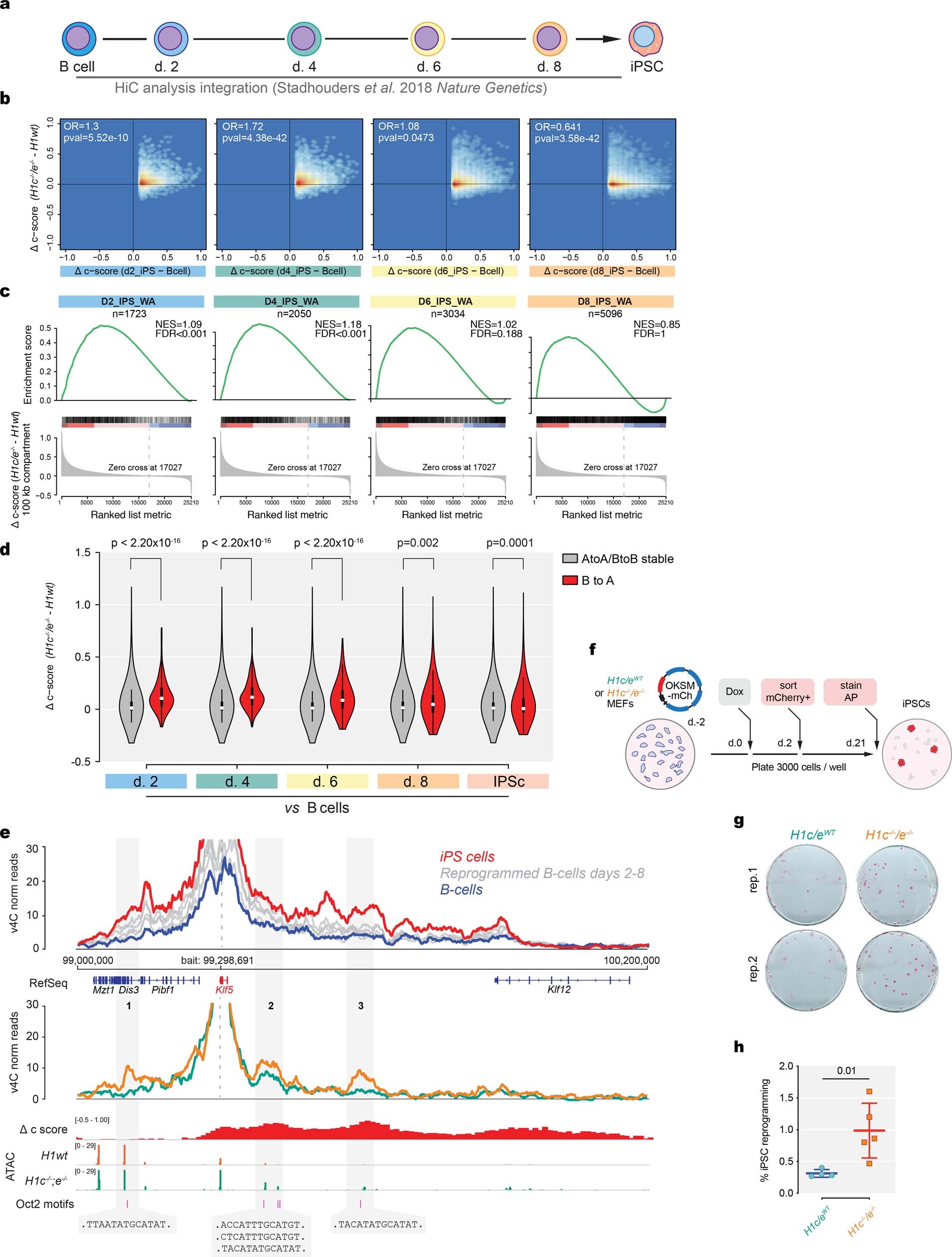 Extended Data Fig. 6: Three-dimensional changes in chromatin architecture owing to a deficiency of H1C and H1E in GC B cells recapitulate decompaction during iPS cell differentiation.