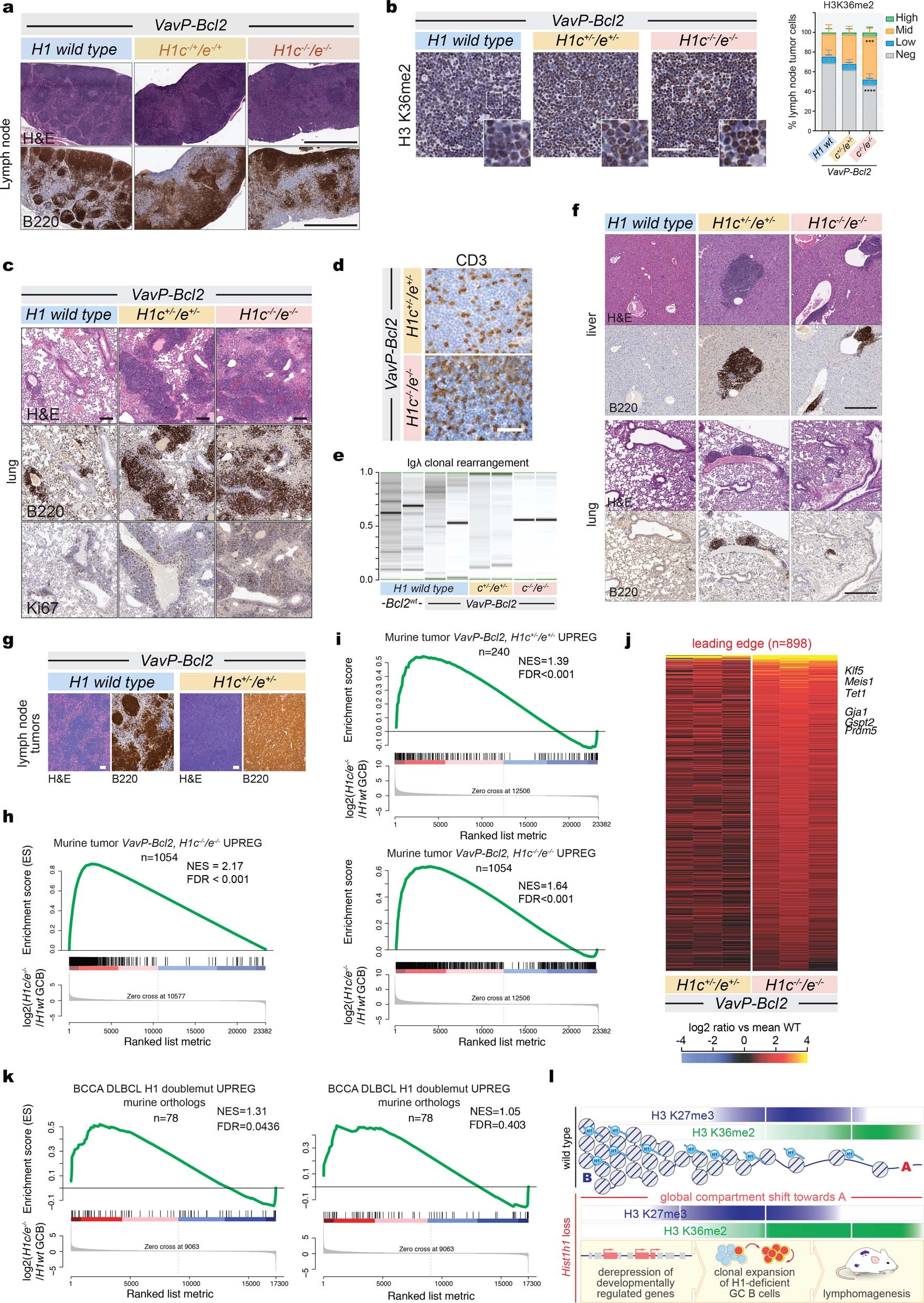 Extended Data Fig. 10: Loss of H1c and H1e leads to aggressive Vav-PBcl2 lymphomas with DLBCL-like morphology.