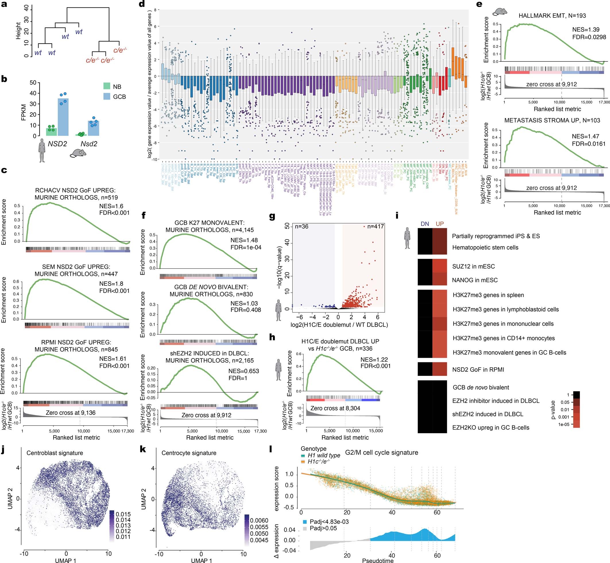 Extended Data Fig. 4: Loss of H1c and H1e induces stem-cell-like transcriptional profiles in GC B cells and DLBCLs.