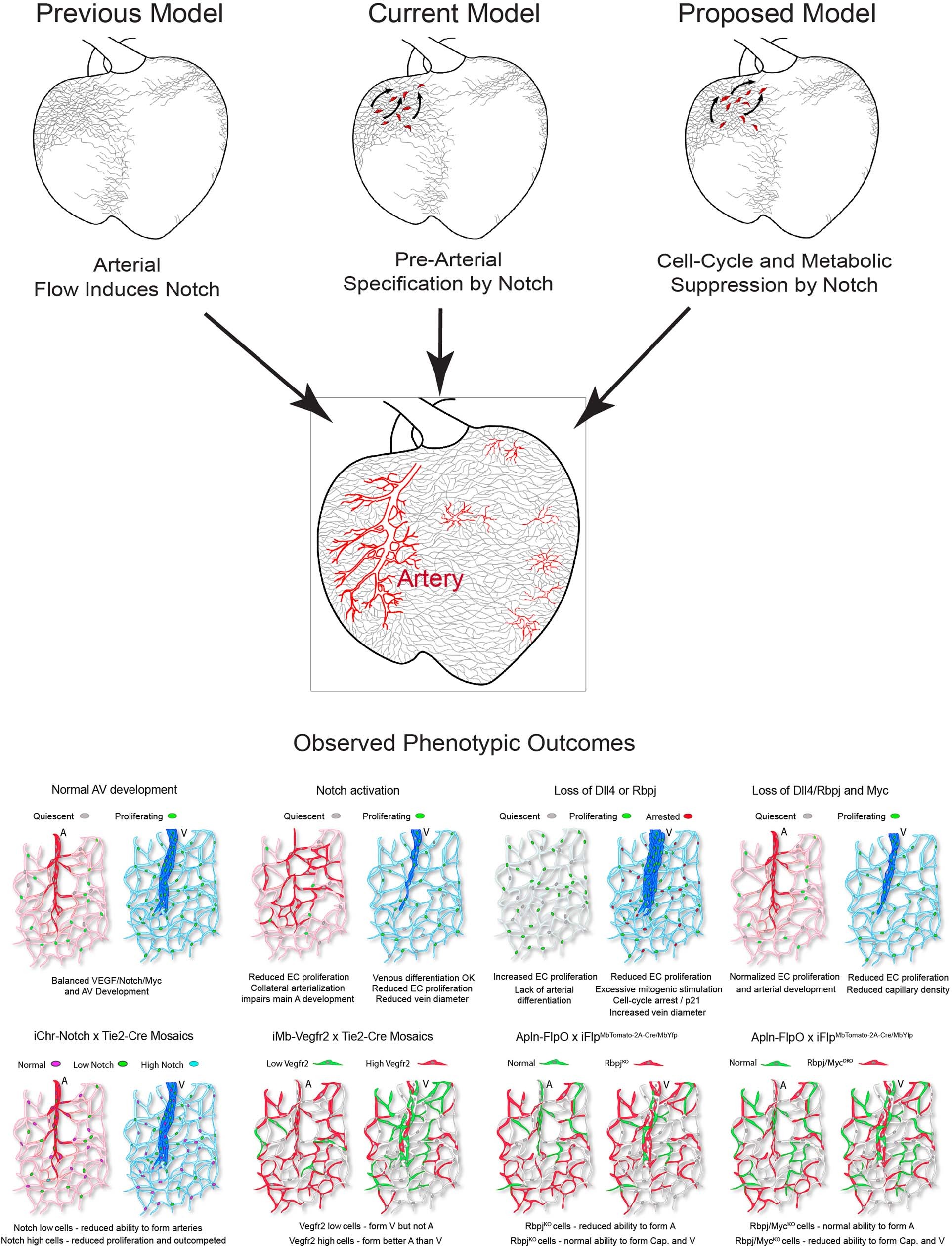 Extended Data Fig. 10: Models for the regulation of arterialization by Notch.
