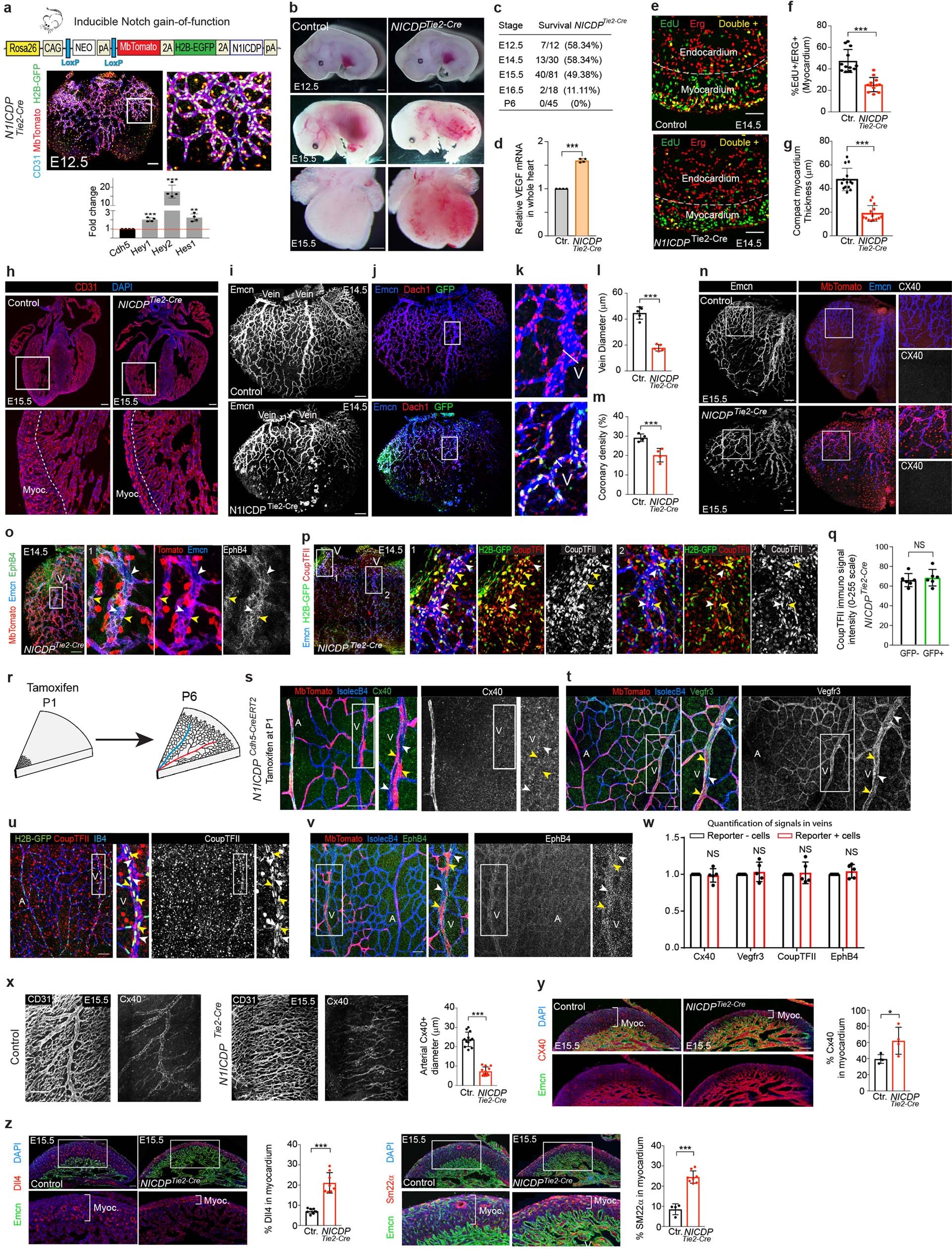 Extended Data Fig. 2: Ectopic Notch activation is compatible with vein development and impairs coronary artery development.