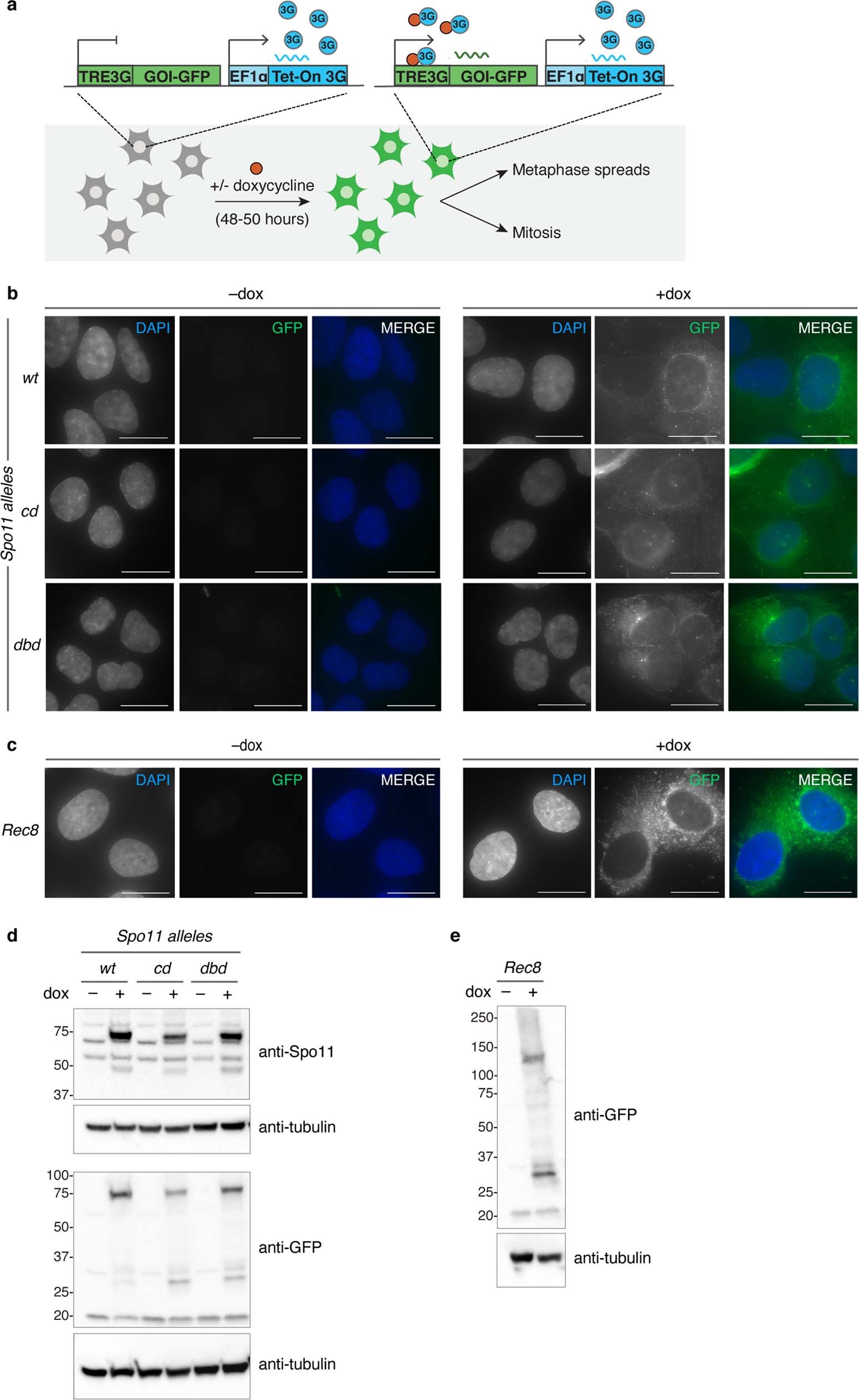 Extended Data Fig. 8